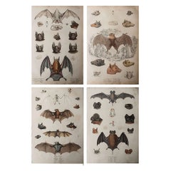 Set of 4 Large Original Antique Natural History Prints, Bats, circa 1835