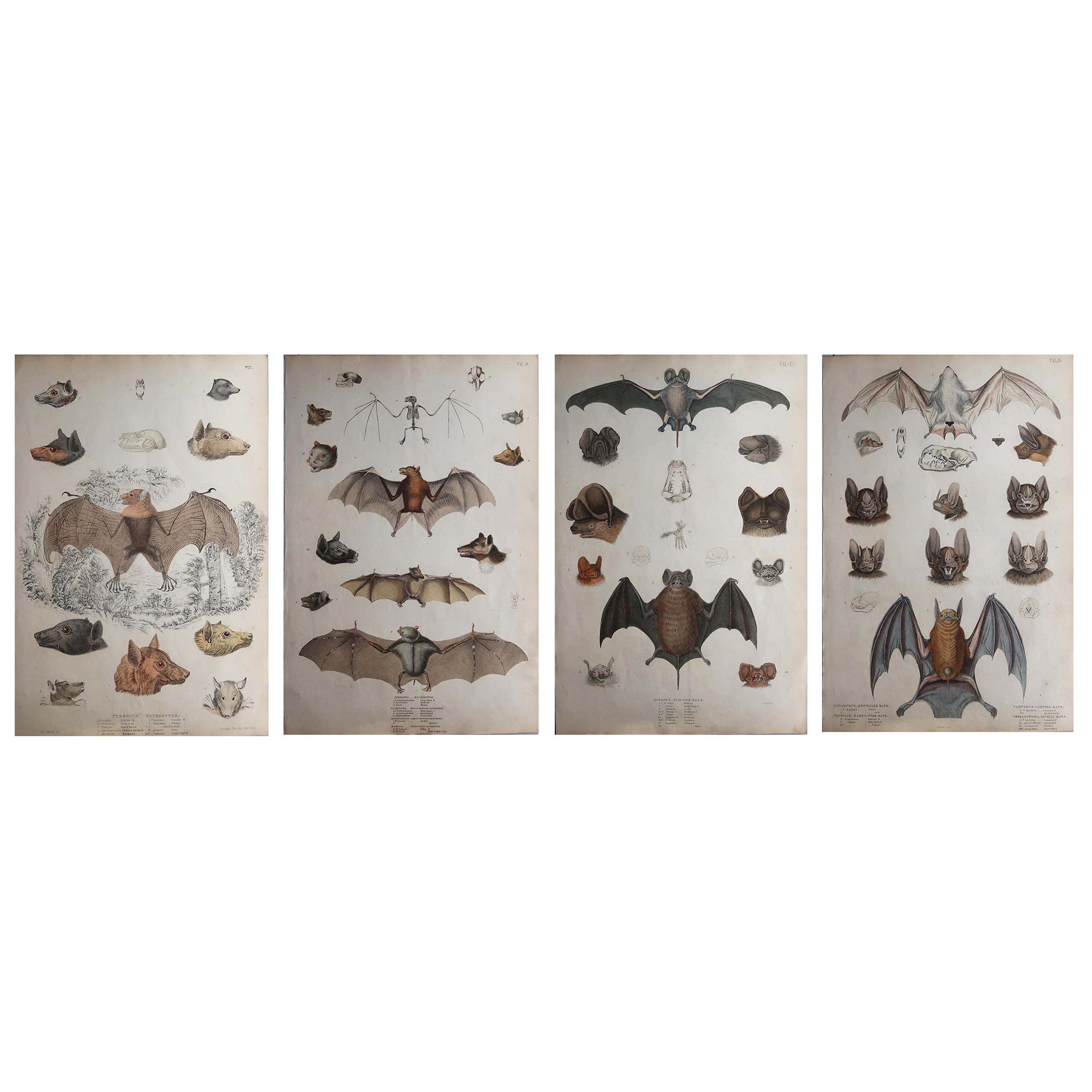 Set of 4 Large Original Antique Natural History Prints, Bats, circa 1835