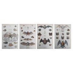 Ensemble de 4 grandes estampes originales d'histoire naturelle, chauves-souris, vers 1835