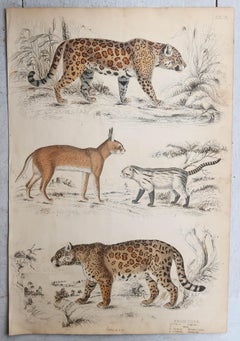 Set of 4 Large Original Antique Prints of Cats, Circa 1835