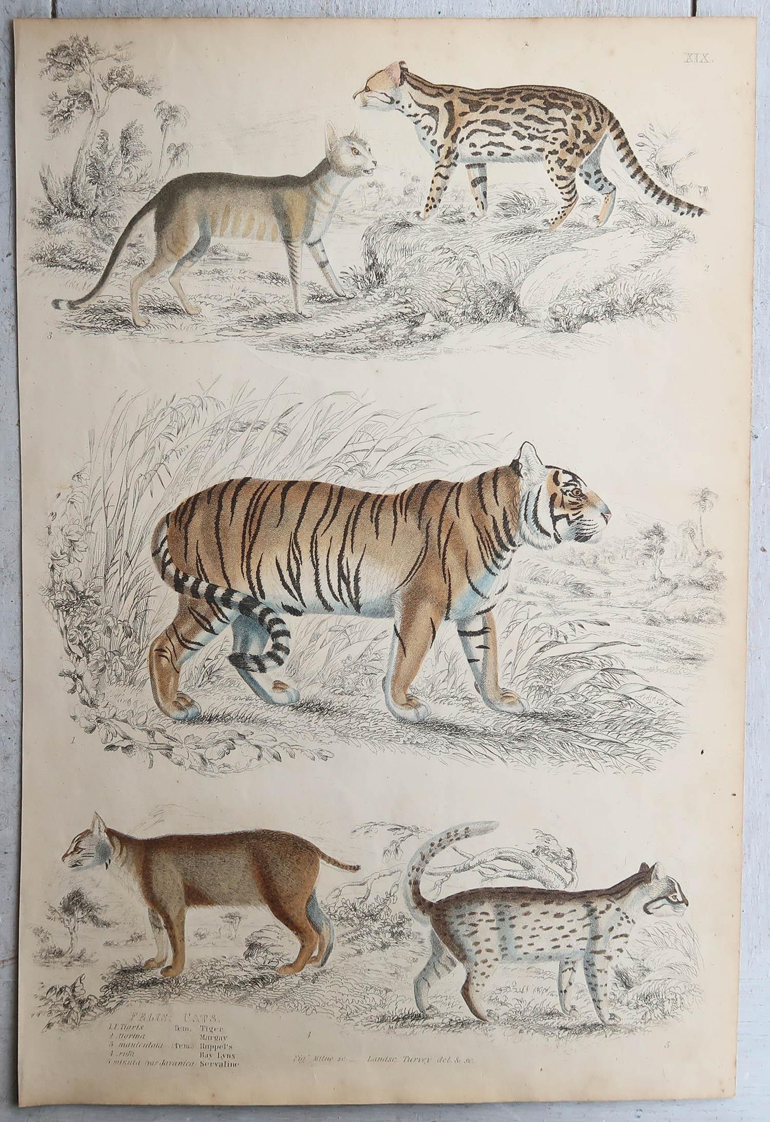 Folk Art Set of 4 Large Original Antique Prints of Cats, Circa 1835 For Sale