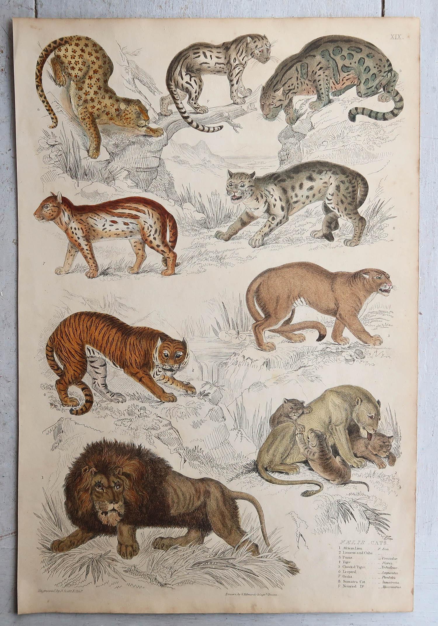Anglais Ensemble de 4 grandes estampes anciennes originales de chats, vers 1835 en vente