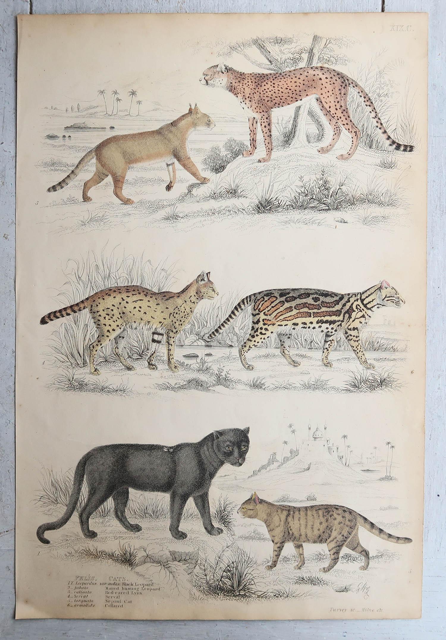 Other Set of 4 Large Original Antique Prints of Cats, Circa 1835 For Sale