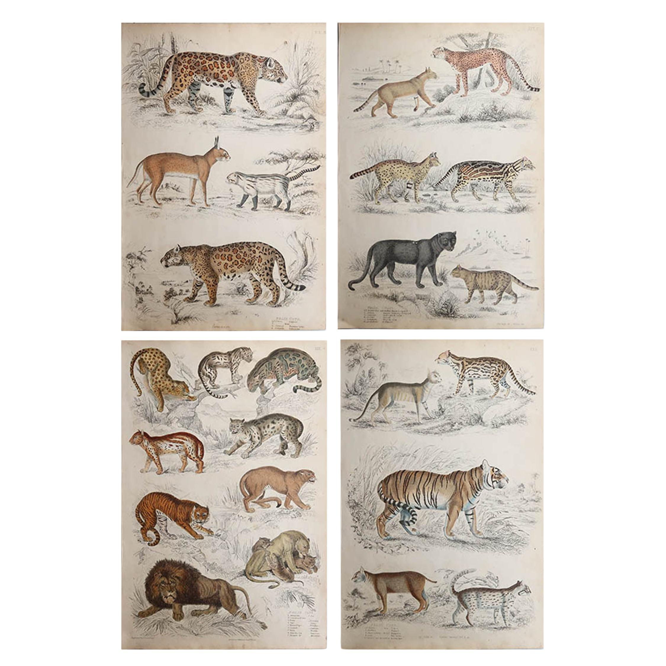 Set of 4 Large Original Antique Prints of Cats, Circa 1835