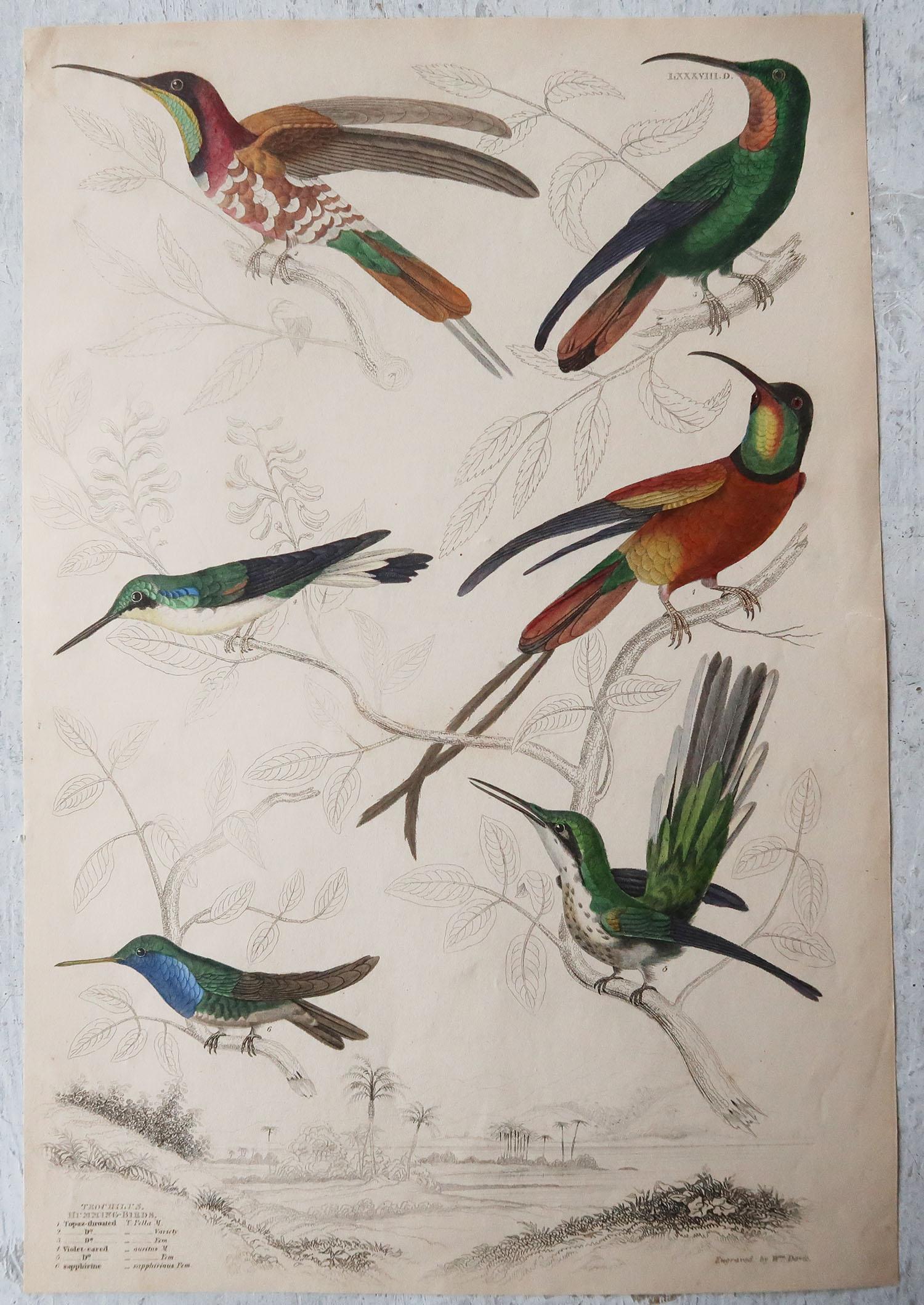 Great images of hummingbirds

Unframed. It gives you the option of perhaps making a set up using your own choice of frames.

Lithographs after Cpt. Brown, Gilpin and Edwards with original hand color.

Published circa 1835

Free