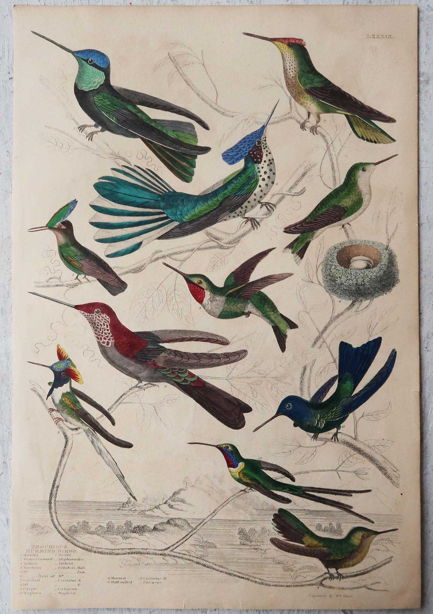 Folk Art Set of 4 Large Original Antique Prints of Hummingbirds, Circa 1835