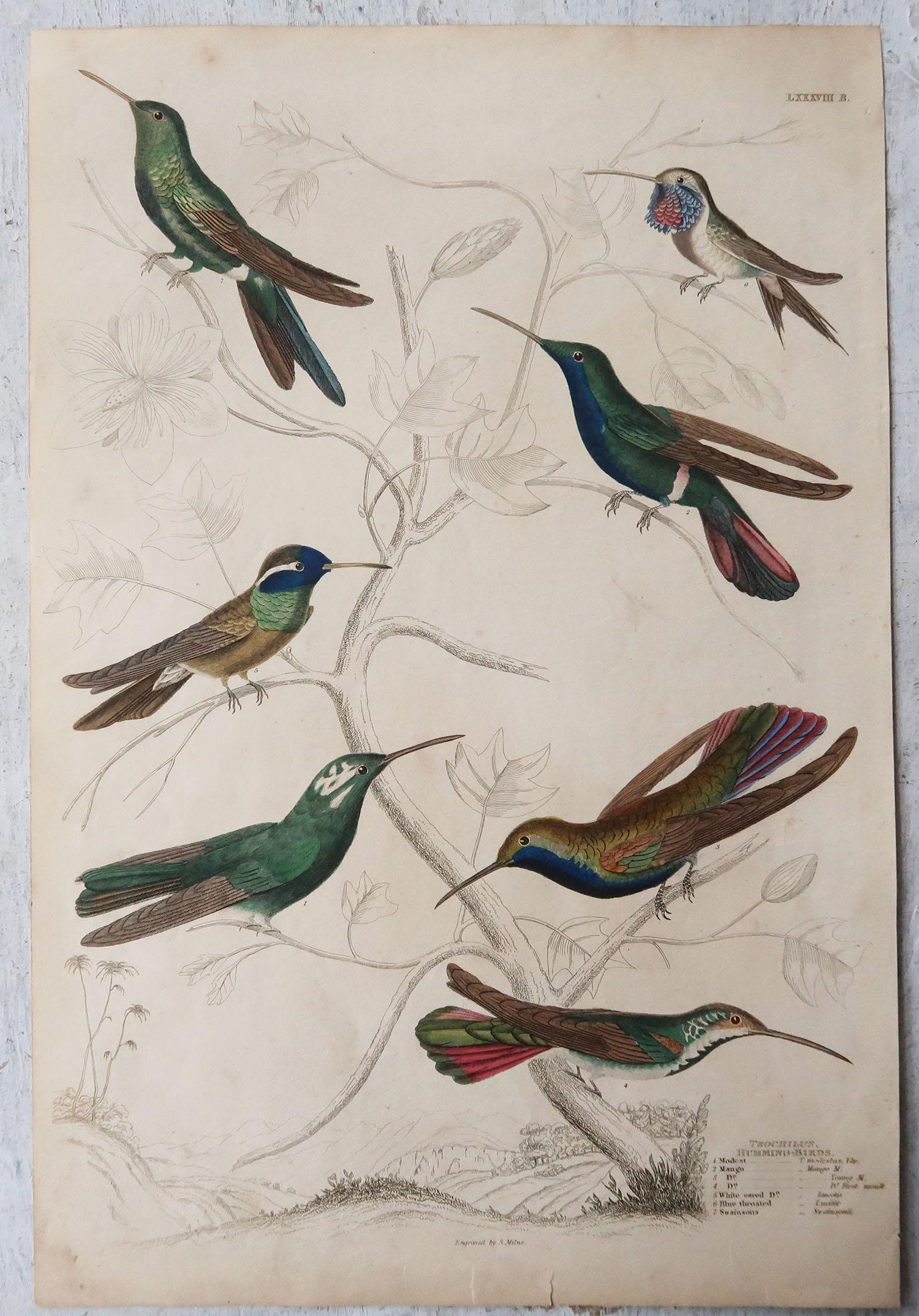 English Set of 4 Large Original Antique Prints of Hummingbirds, Circa 1835