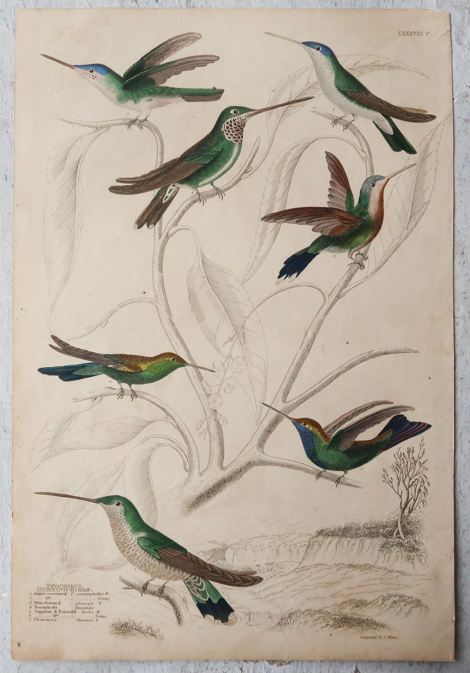 Other Set of 4 Large Original Antique Prints of Hummingbirds, Circa 1835