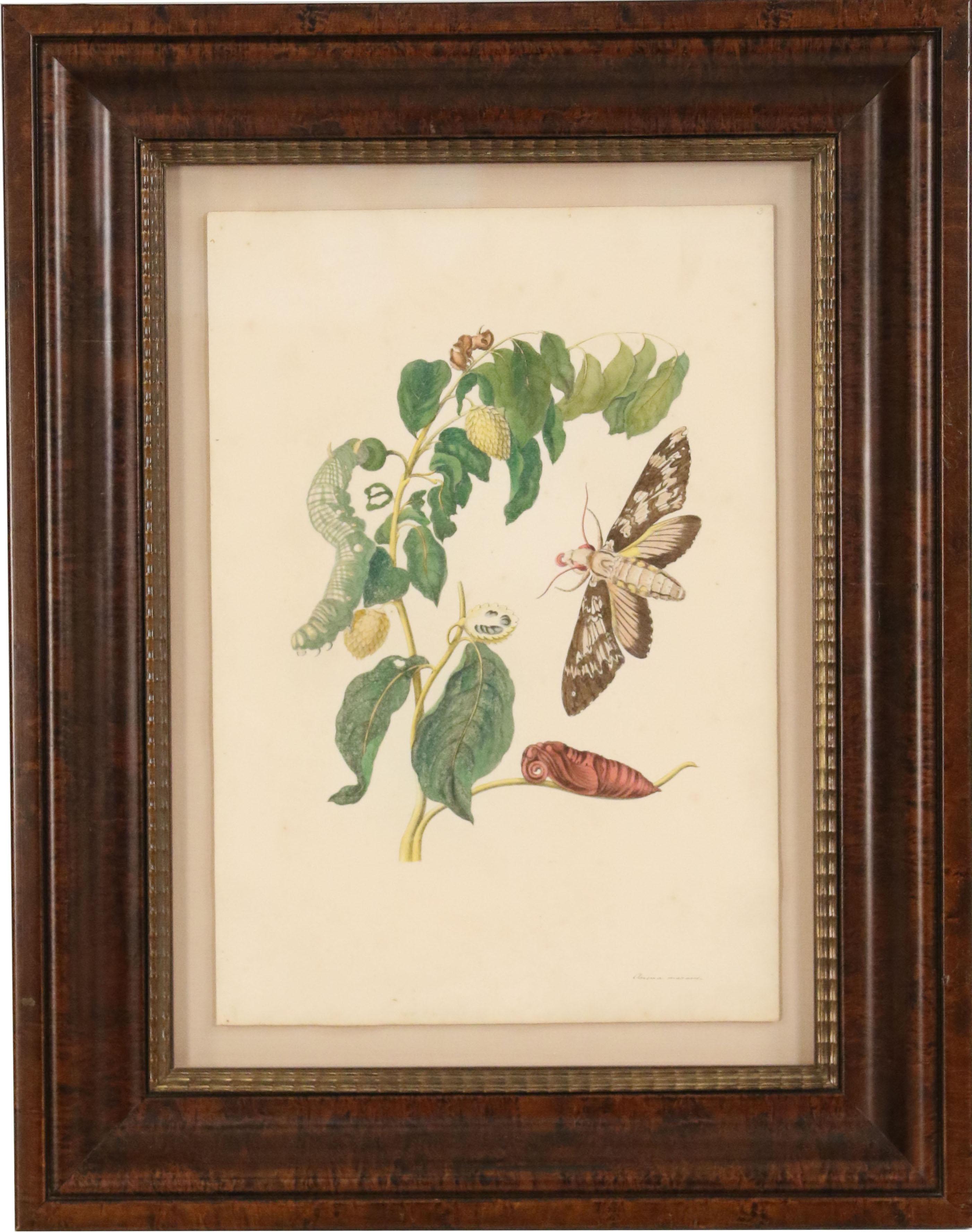 Set of 4 German Baroque naturalist watercolor plate prints of insects and plants from 