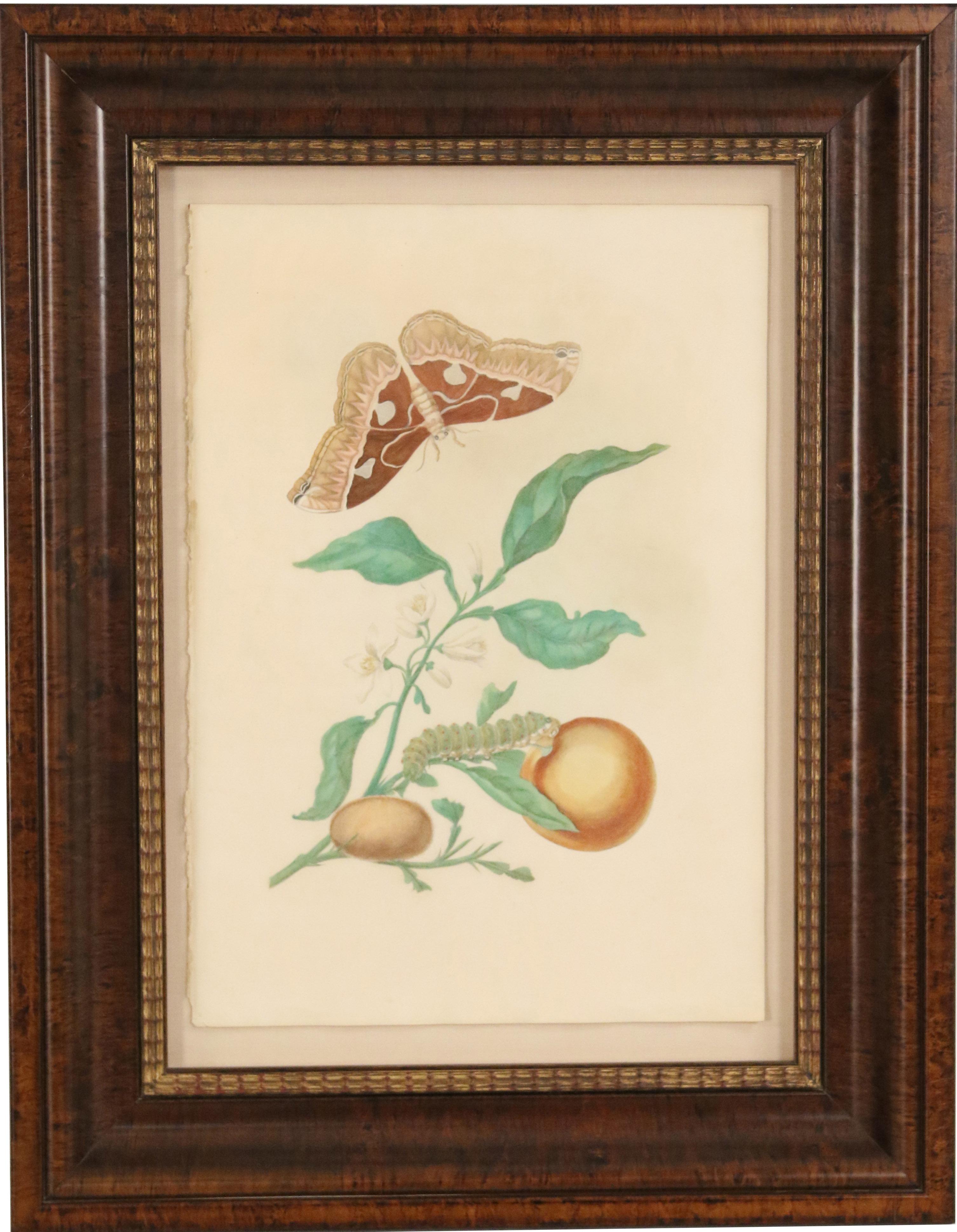 Set of 4 Maria Sibylla Merian Botanical Watercolor Plate Prints In Good Condition In New York, NY