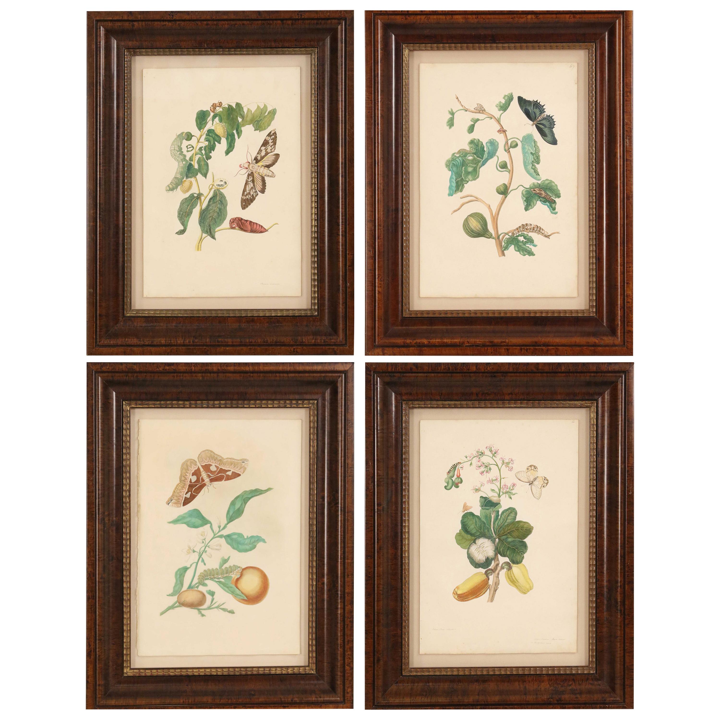 Set of 4 Maria Sibylla Merian Botanical Watercolor Plate Prints
