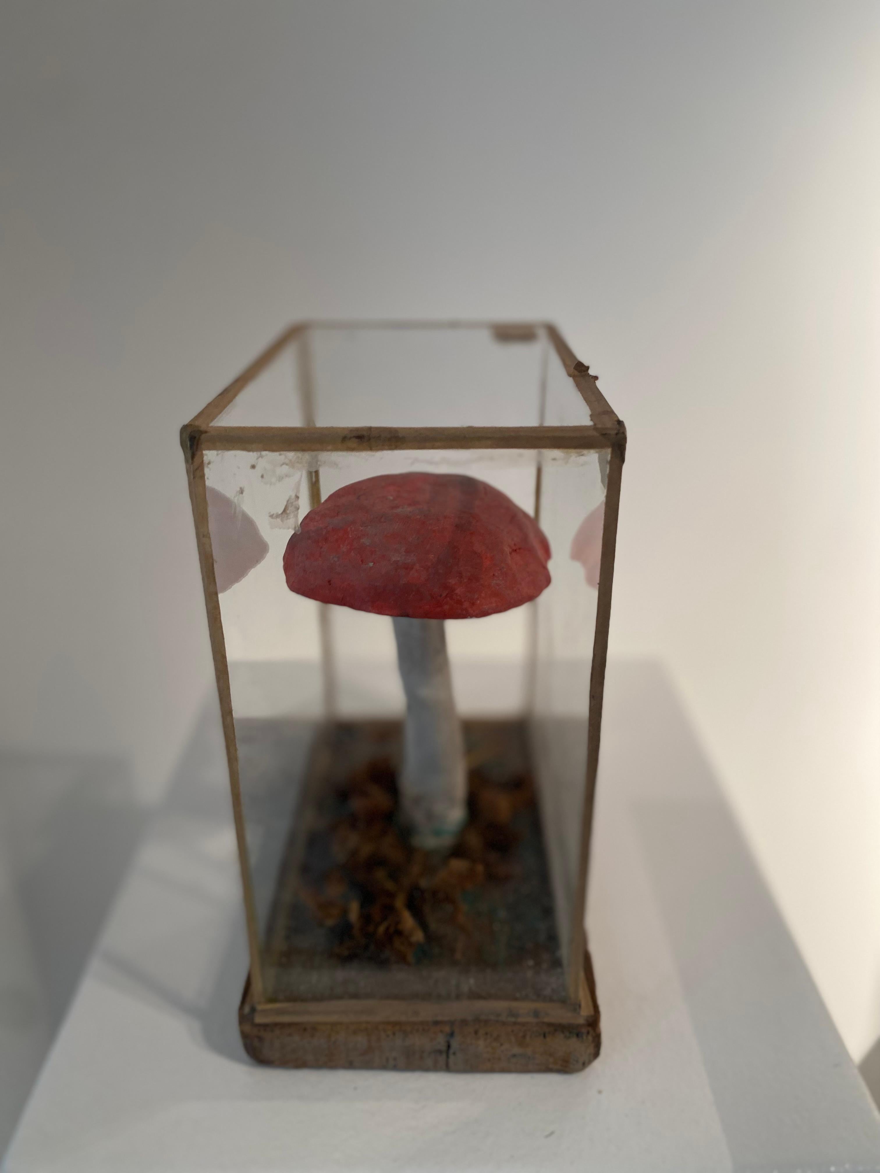 Set of 4 Mushroom Models For Sale 4