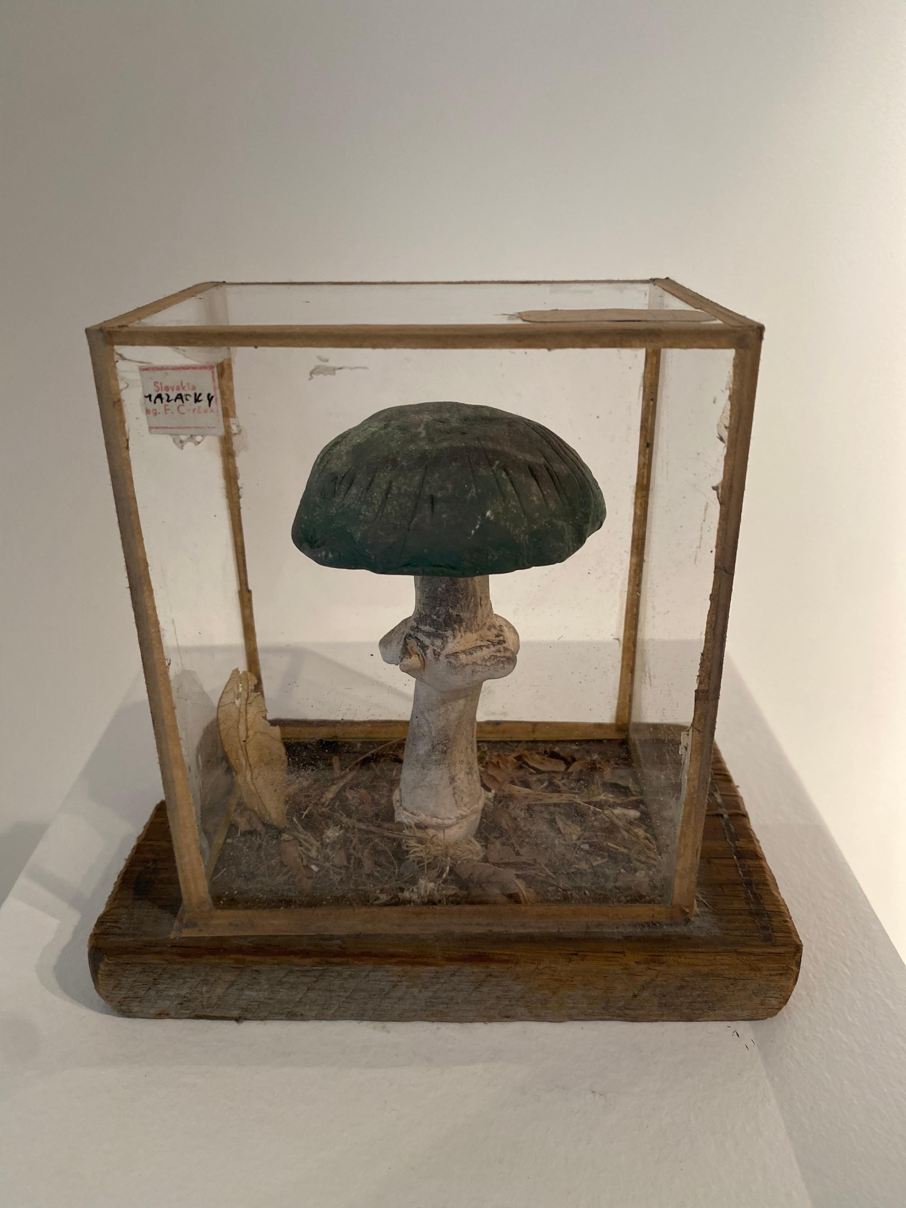 Set of 4 Mushroom Models For Sale 7