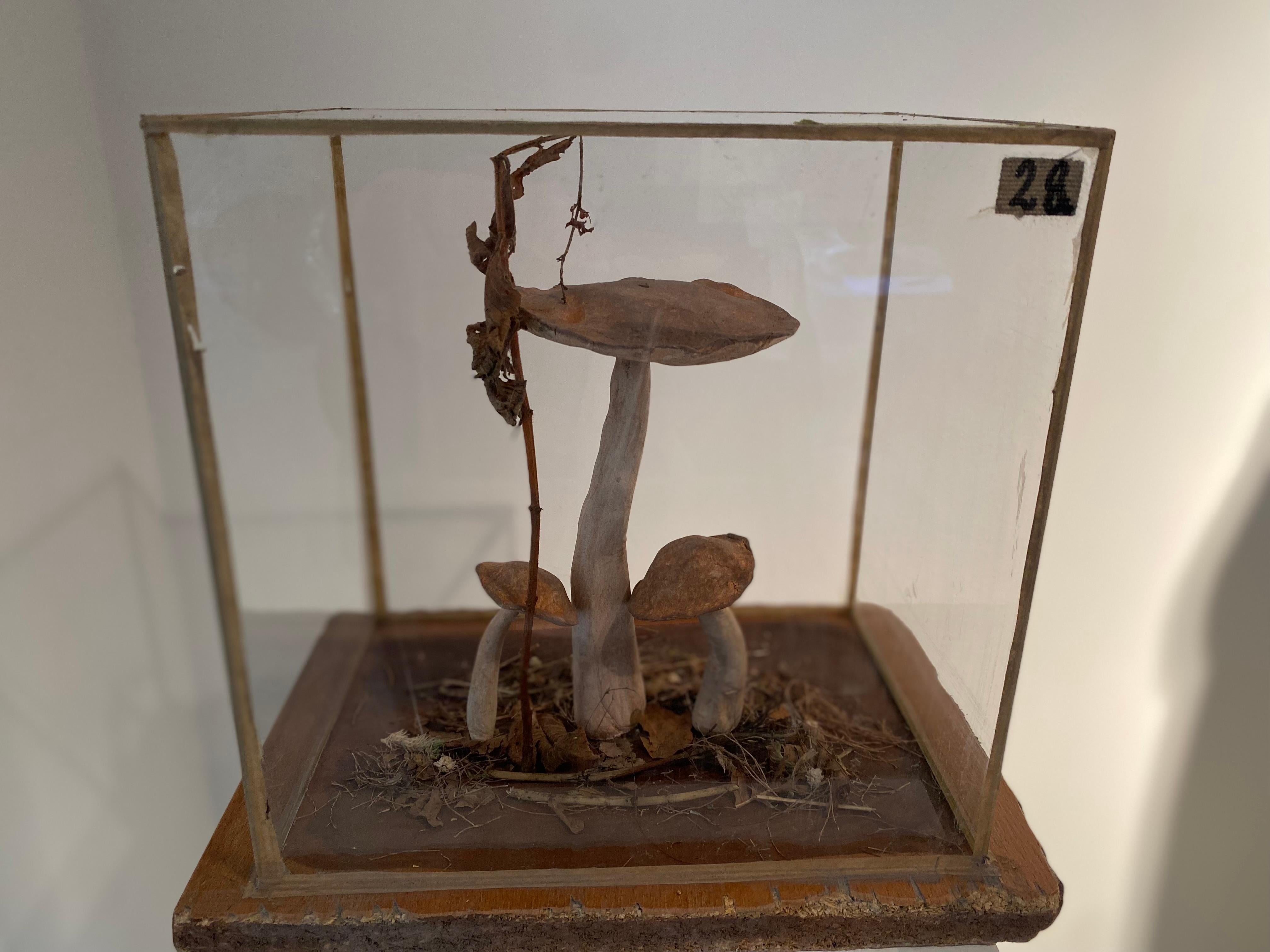 Set of 4 Mushroom Models For Sale 13