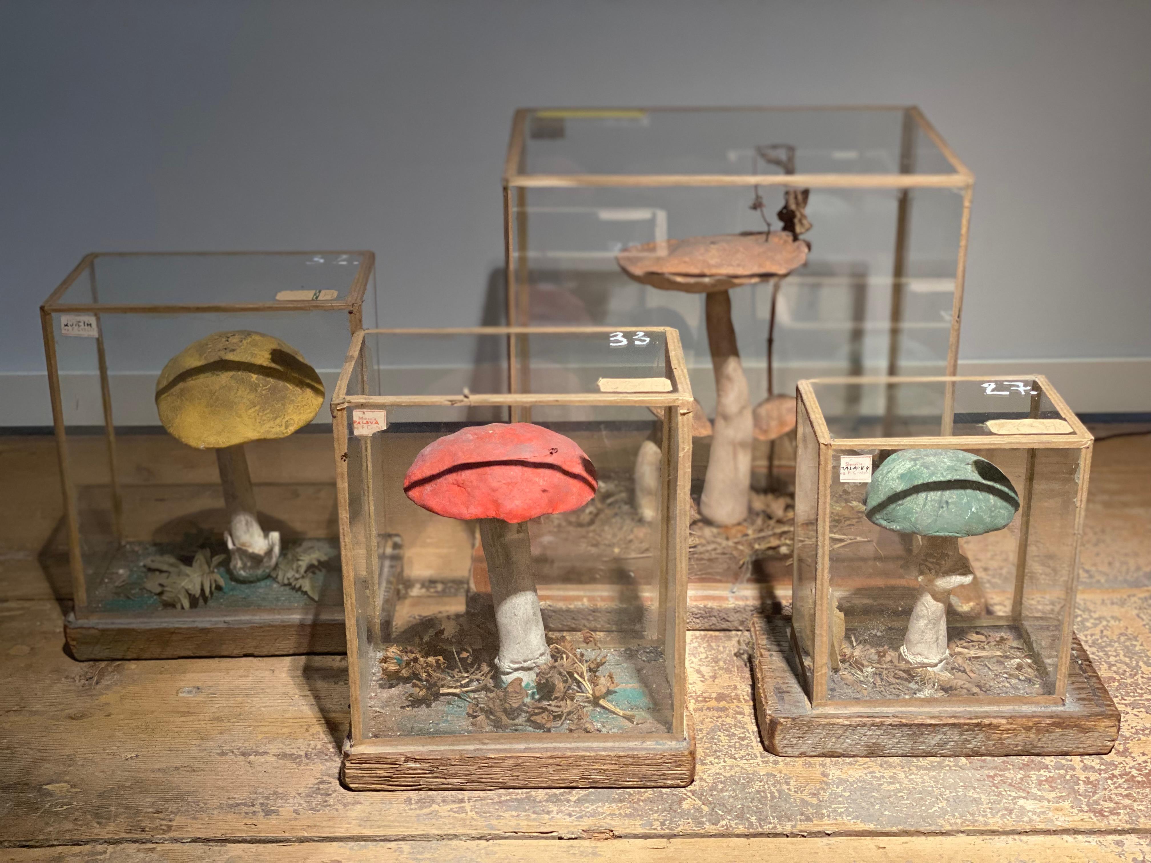Set of 4 Mushroom models, mounted on a wooden base and placed in a glass original box, from the East-European Slovakia 
used as display in schools,different colors
good an original patina and wear,
very decorative objects,
17 cm high x 15 cm wide x
