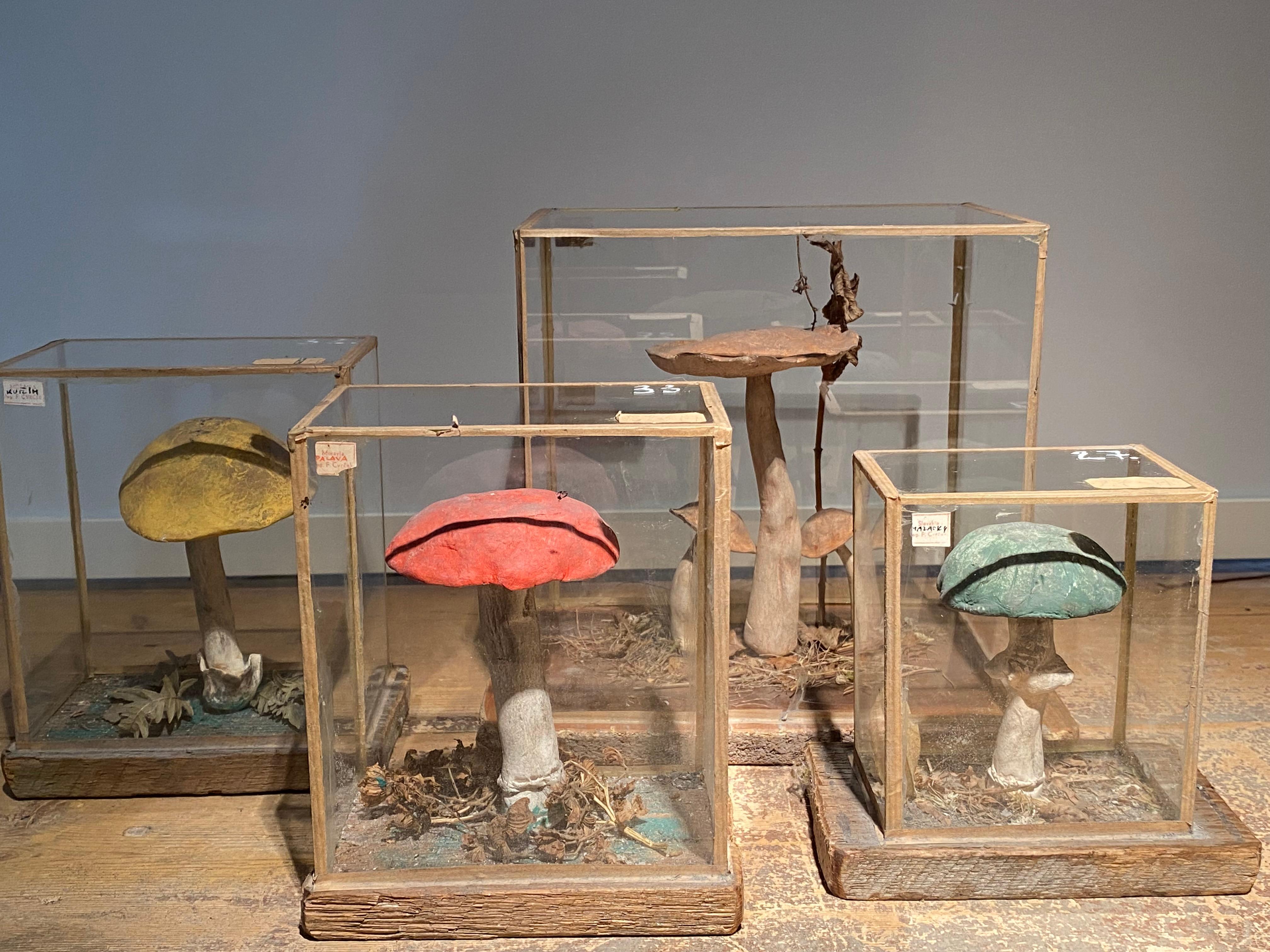 Set of 4 Mushroom Models In Good Condition For Sale In Schellebelle, BE