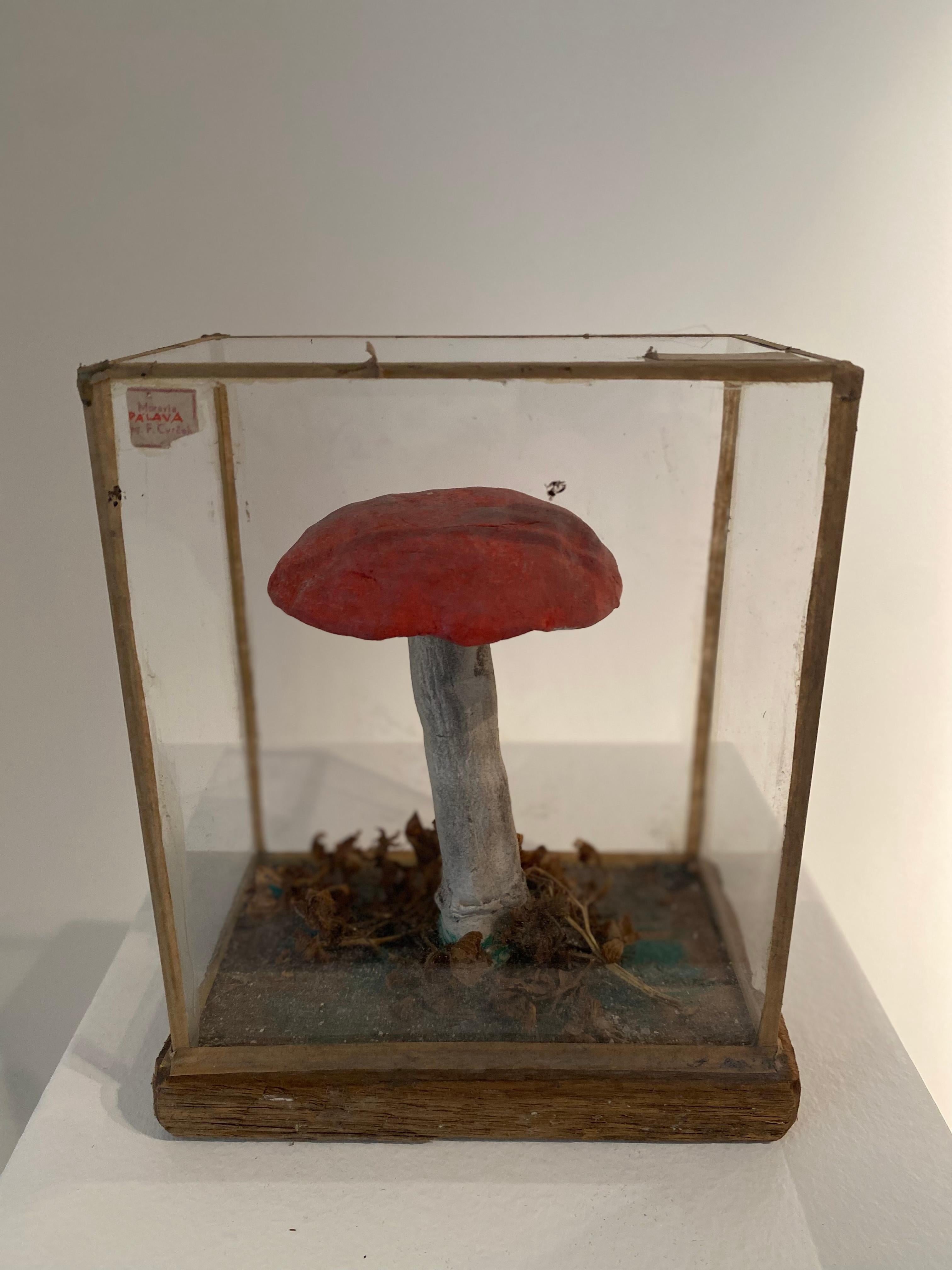 Set of 4 Mushroom Models For Sale 3