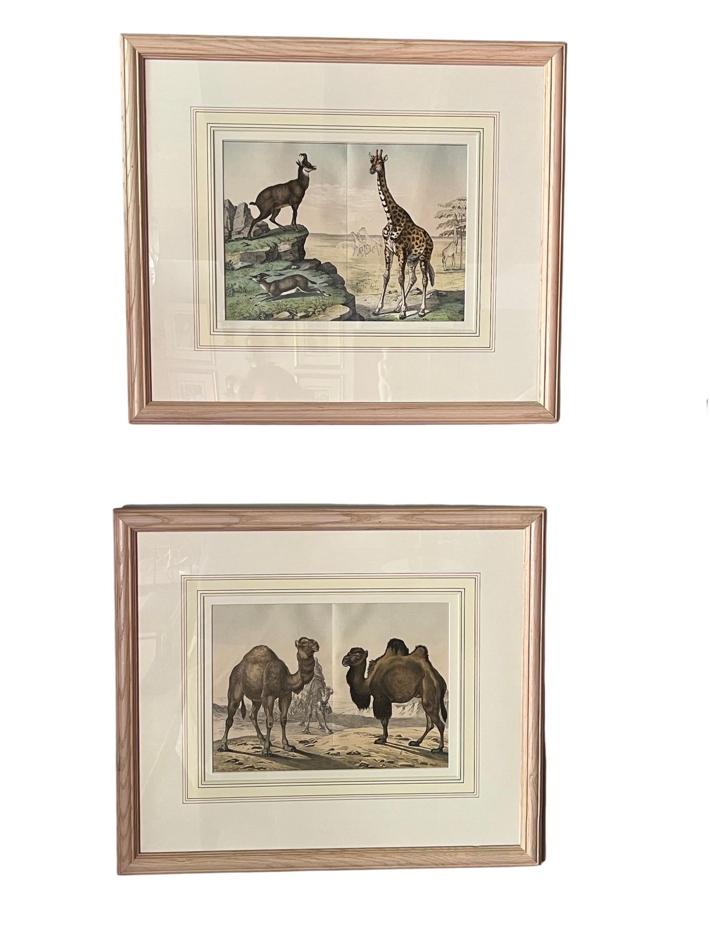 Set of 4, Natural History of the Animal Kingdom Engravings Circa 1860.

Each of these finely hand colored book plate engravings feature animals from all over the world. This series features Mammals including, Camels, Giraffes, various goats, bulls,