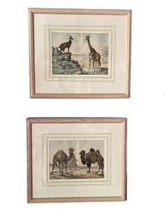 Set of 4, Natural History of the Animal Kingdom Engravings Circa 1860