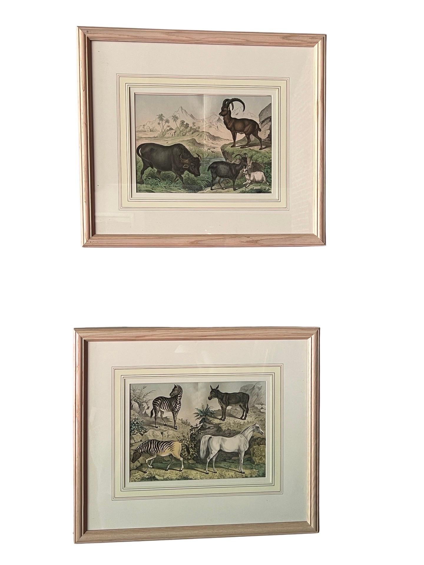 Lot de 4 gravures d'histoire naturelle du royaume des animaux, datant d'environ 1860 Bon état - En vente à Atlanta, GA