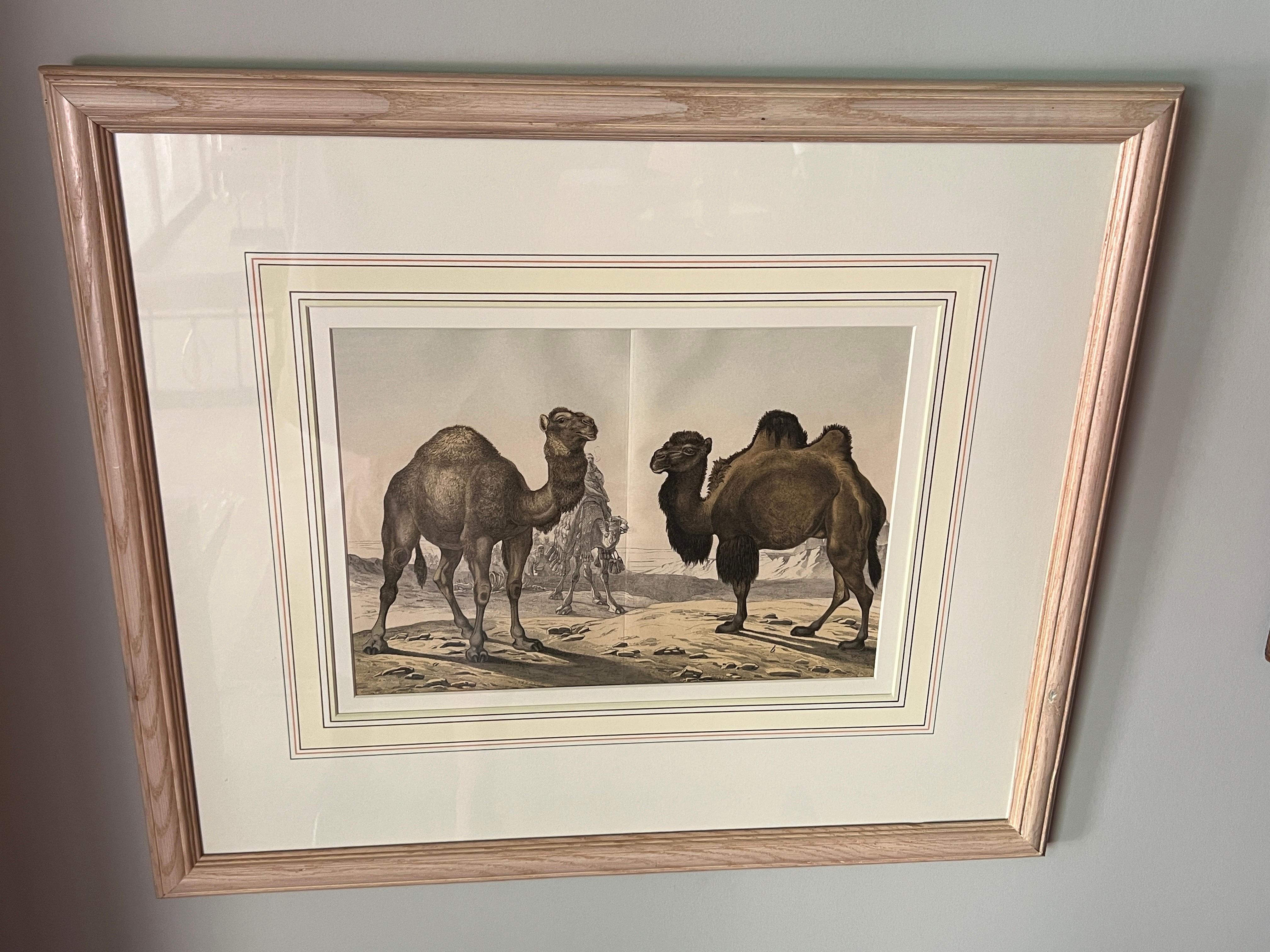 Set of 4, Natural History of the Animal Kingdom Engravings Circa 1860 In Good Condition For Sale In Atlanta, GA