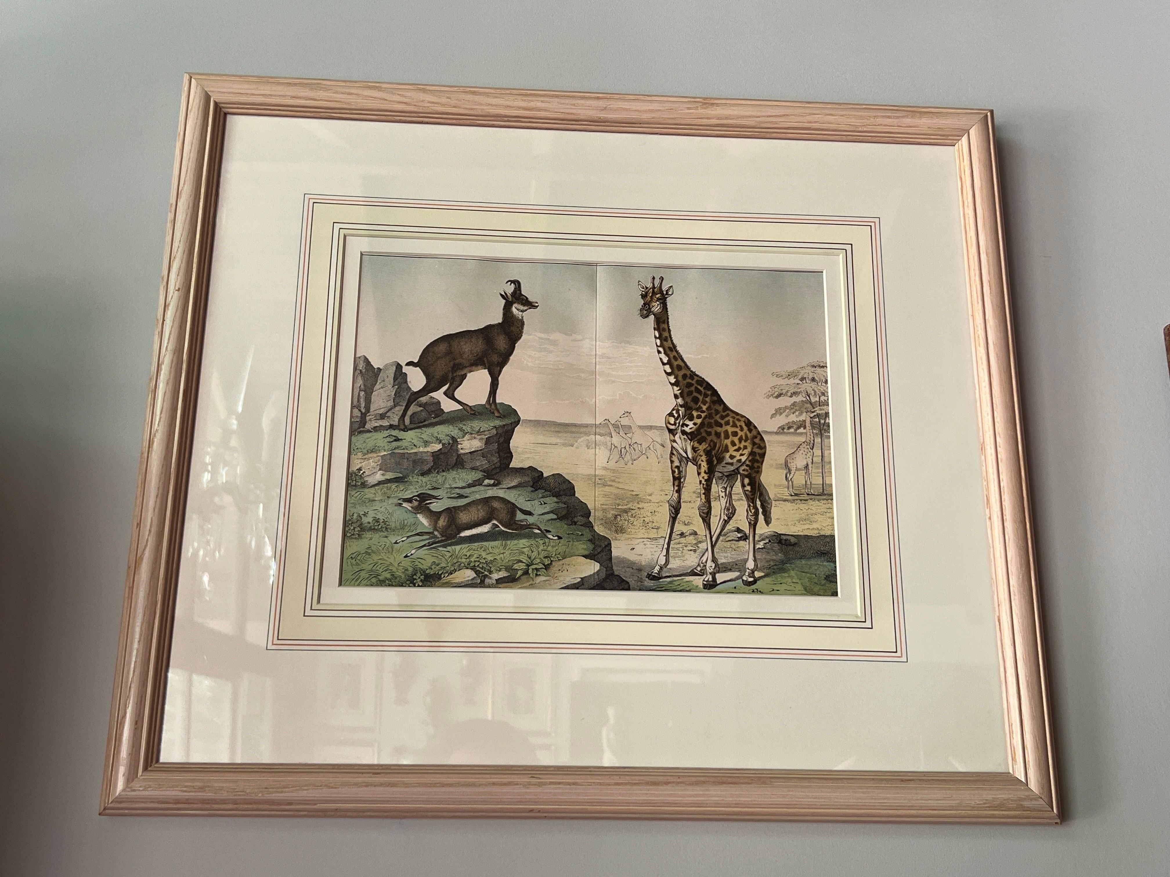 Verre Lot de 4 gravures d'histoire naturelle du royaume des animaux, datant d'environ 1860 en vente