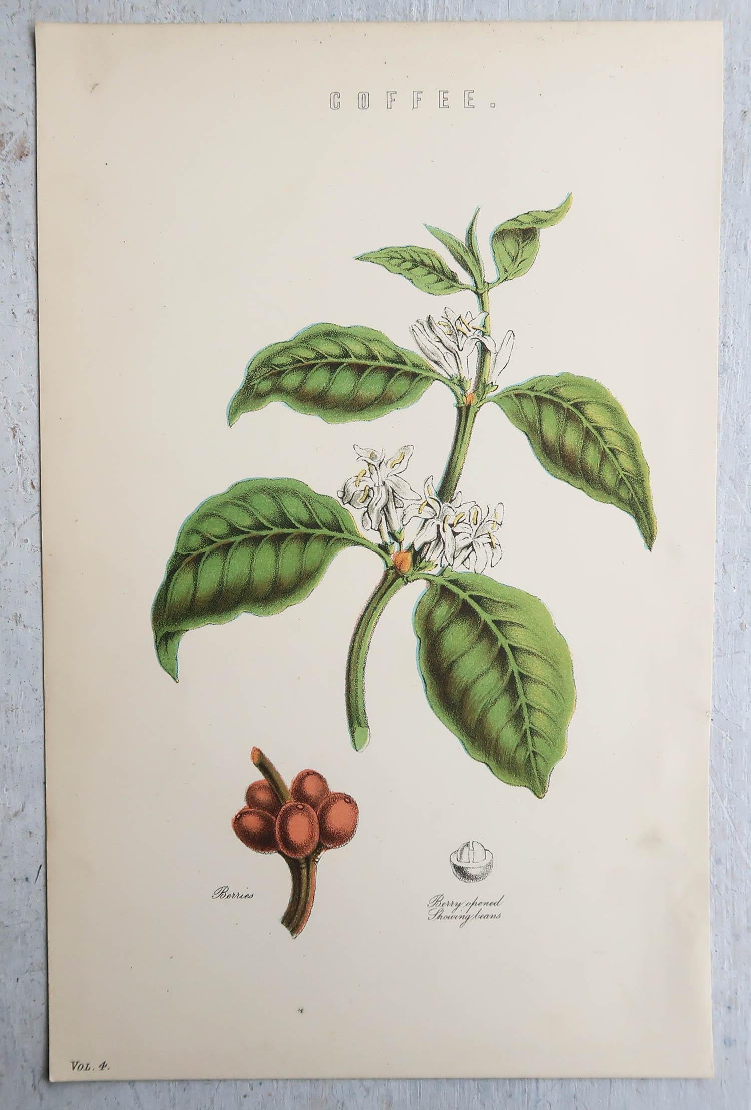 Wunderschöne botanische Drucke 

Chromo-Lithographien

Veröffentlicht von W. Mackenzie. C.1880

Original Farbe

Ungerahmt.

Kostenloser Versand.








