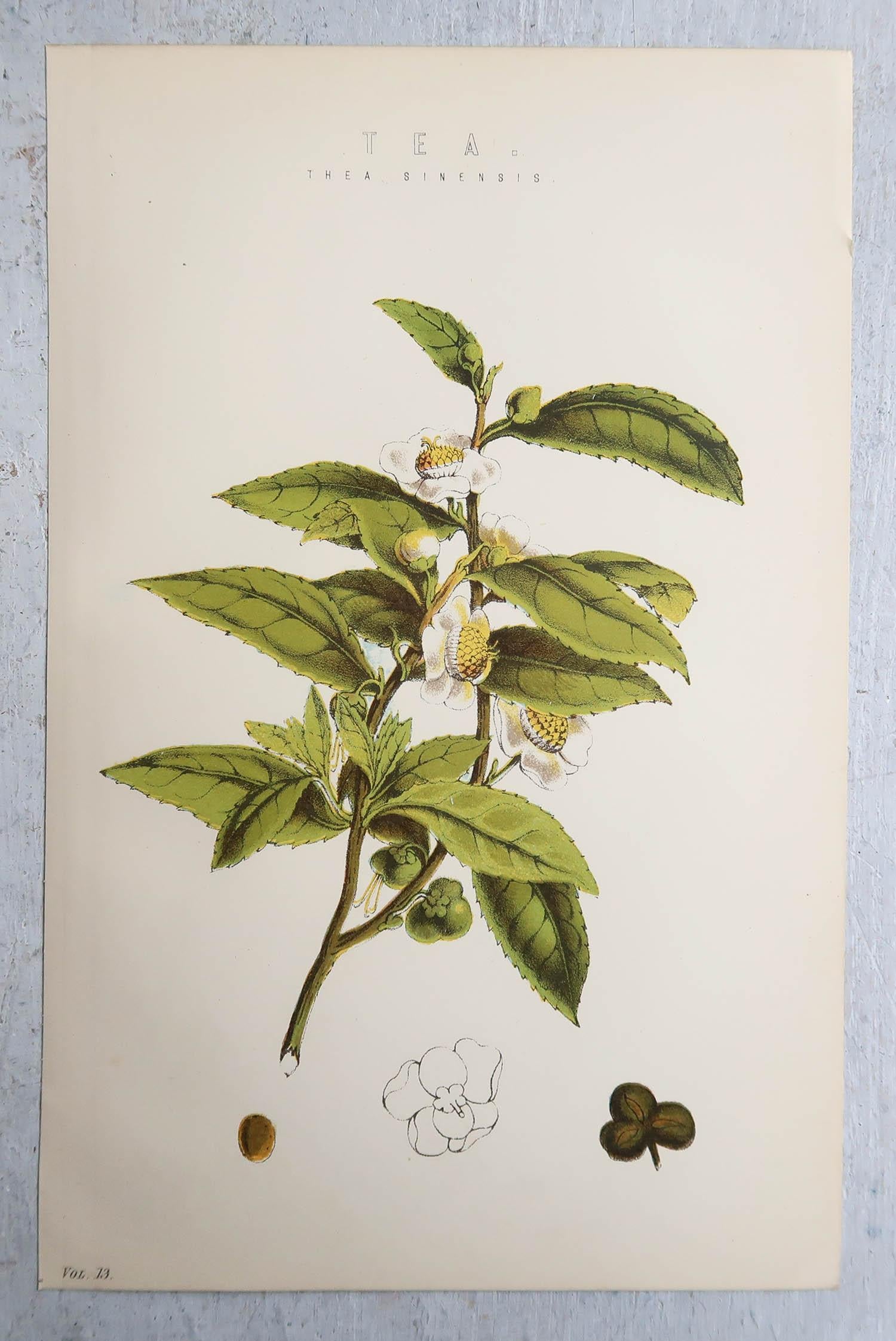 Victorian  Set of 4 of Original Antique Botanical Prints  C.1880 For Sale