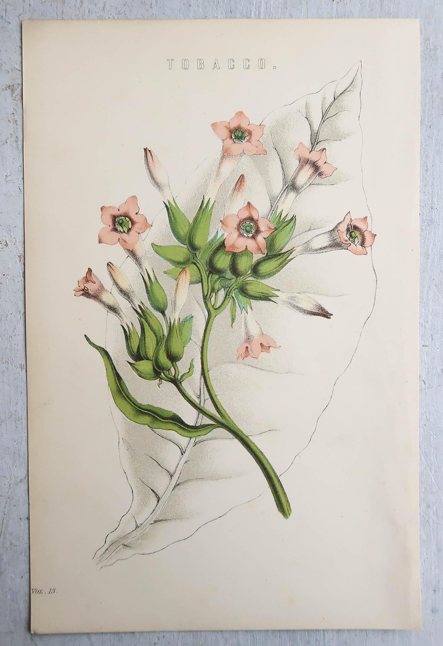 Scottish  Set of 4 of Original Antique Botanical Prints  C.1880