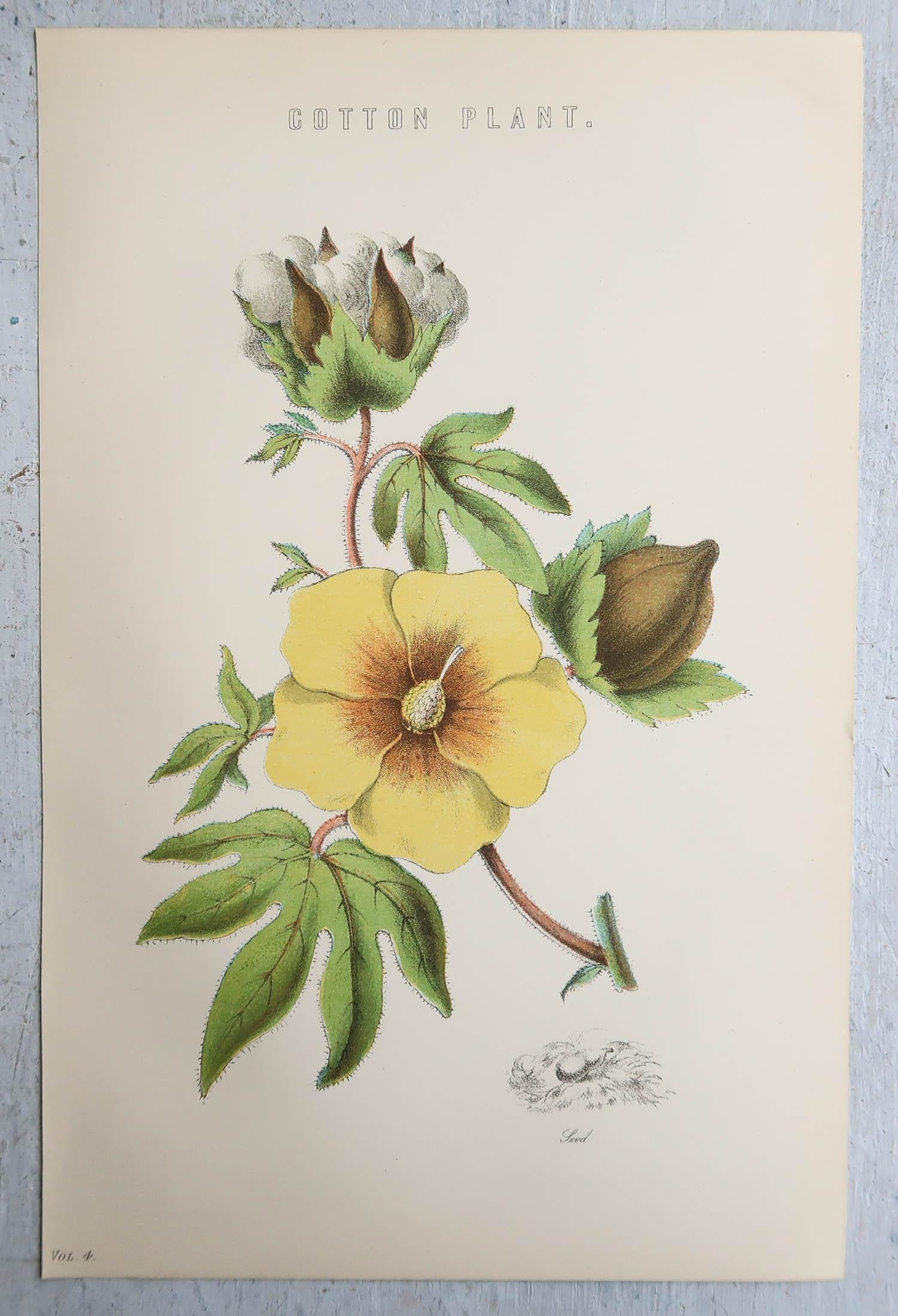 Autre  Lot de 4 impressions botaniques anciennes originales  C.1880 en vente