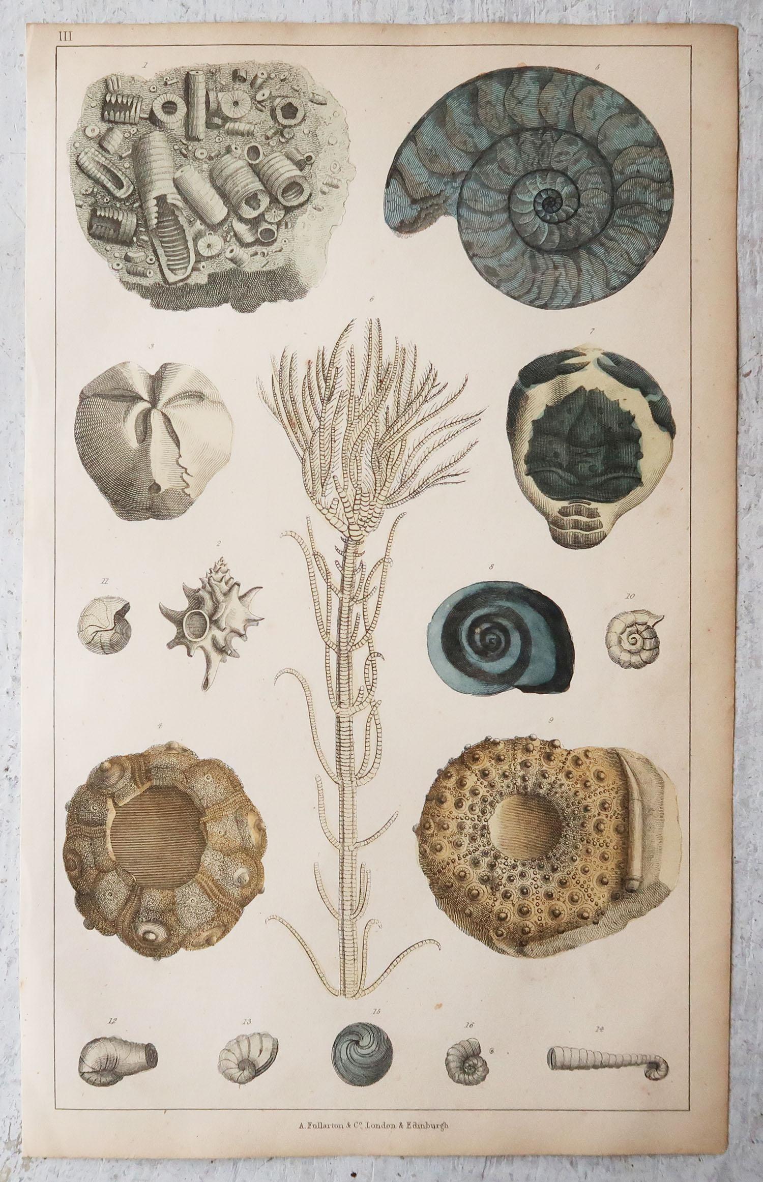 Wonderful images of fossils and dinosaur bones

After Cpt. Brown

Lithographs. Original hand color.

Published 1847

Unframed.

Free shipping.