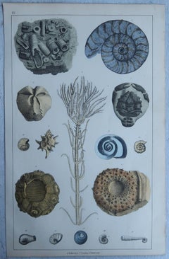 Set of 4 of Original Antique Prints of Fossils and Dinosaur Bones, 1847