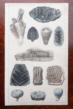Set of 4 of Original Antique Prints of Fossils and Dinosaur Bones, 1847