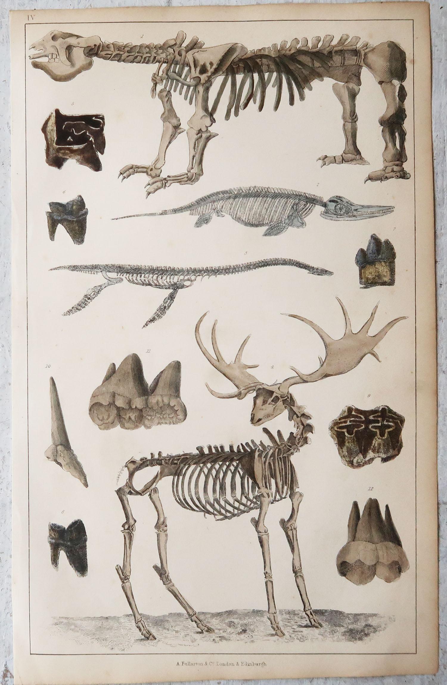 Folk Art Set of 4 of Original Antique Prints of Fossils and Dinosaur Bones, 1847