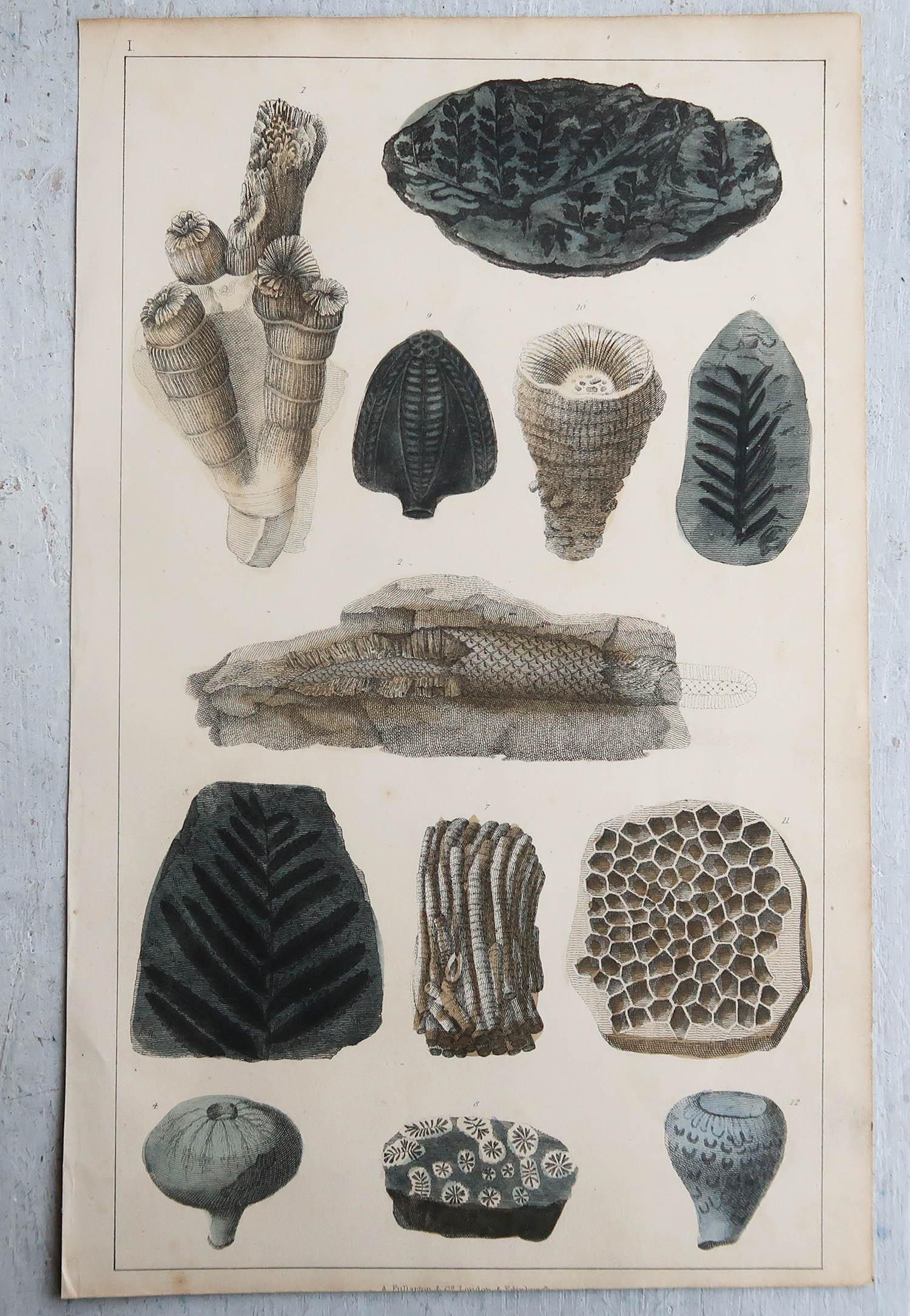 Folk Art Set of 4 of Original Antique Prints of Fossils and Dinosaur Bones, 1847 For Sale