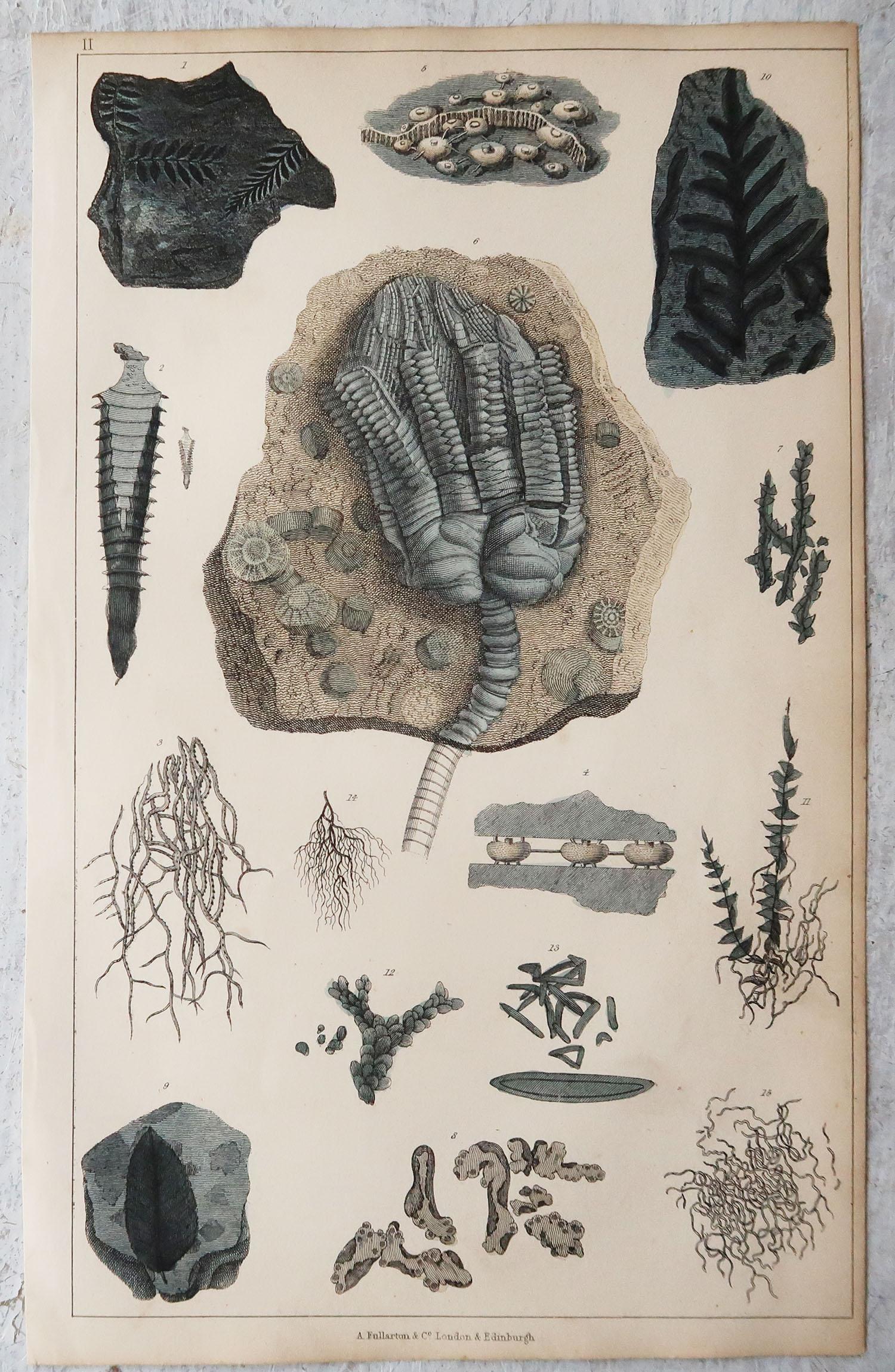 English Set of 4 of Original Antique Prints of Fossils and Dinosaur Bones, 1847