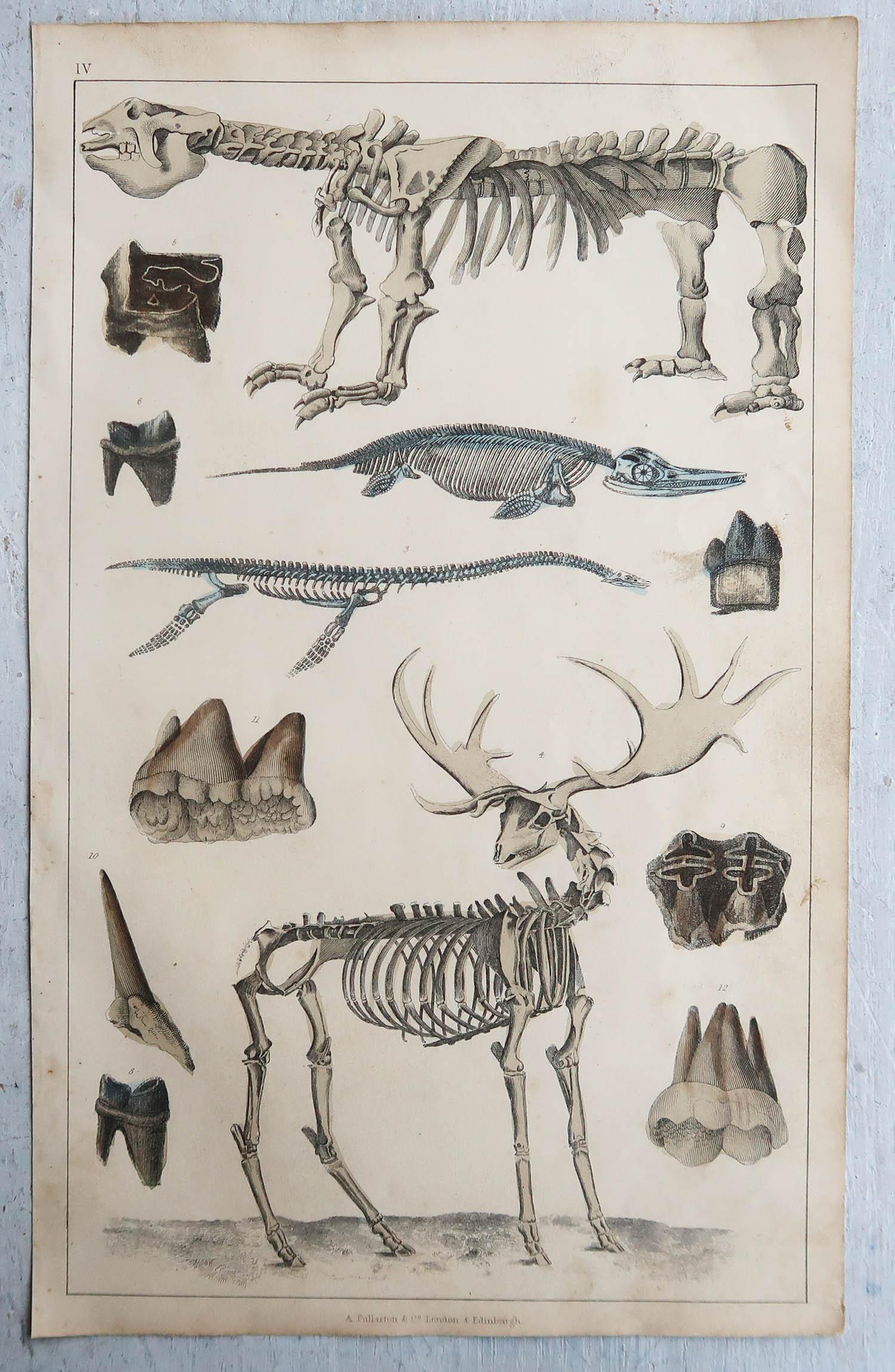 English Set of 4 of Original Antique Prints of Fossils and Dinosaur Bones, 1847 For Sale
