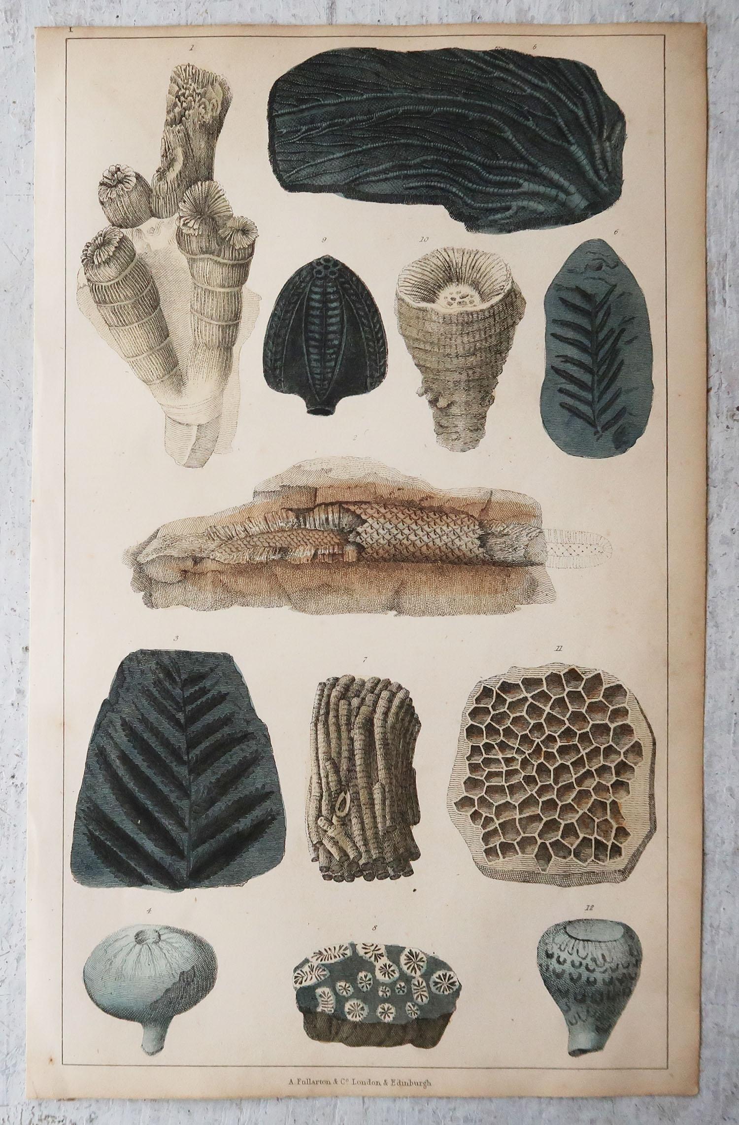Other Set of 4 of Original Antique Prints of Fossils and Dinosaur Bones, 1847