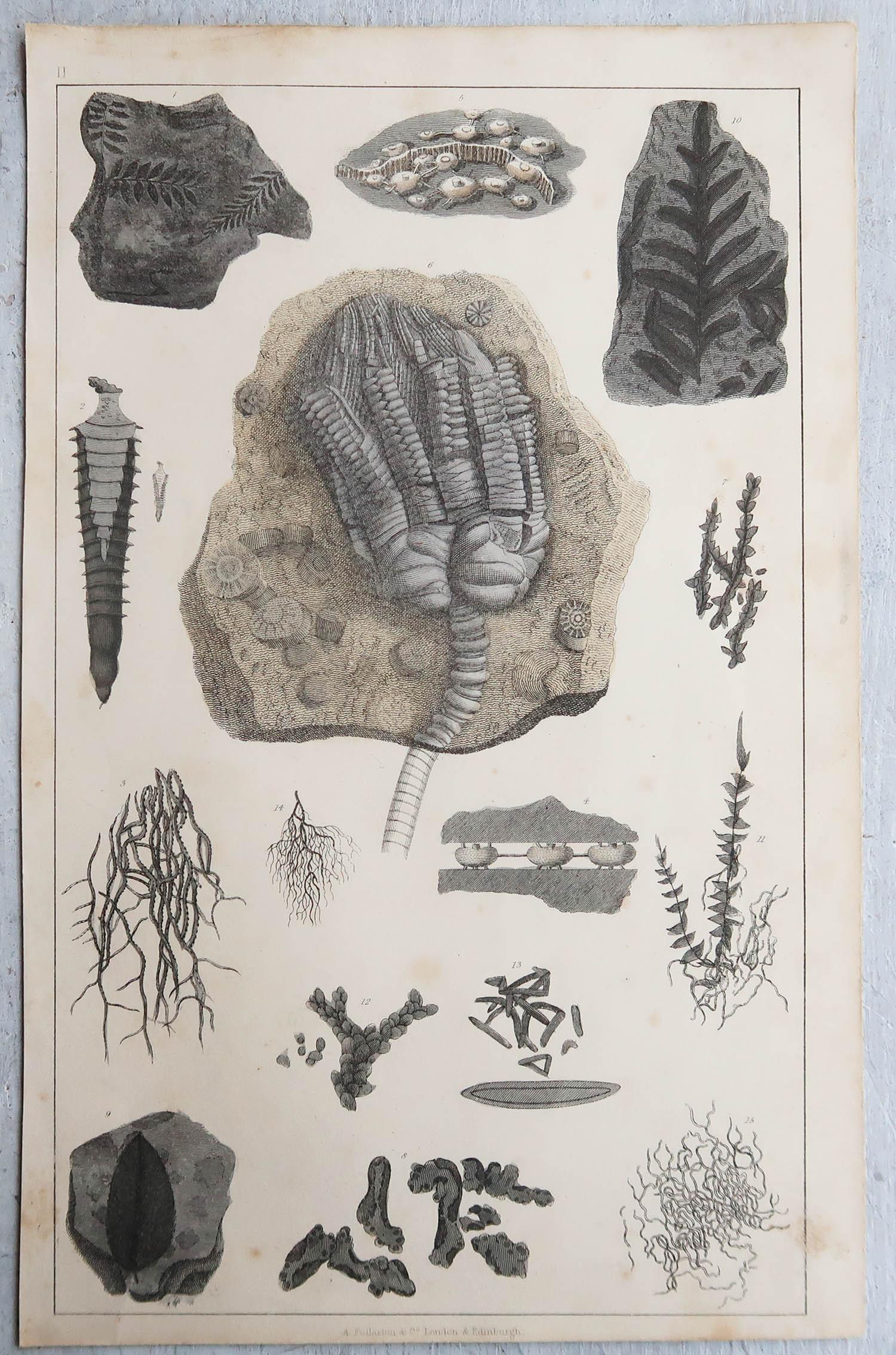Other Set of 4 of Original Antique Prints of Fossils and Dinosaur Bones, 1847 For Sale