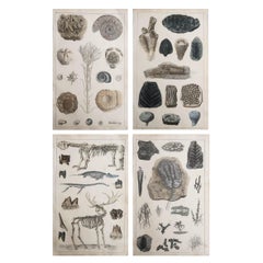 Ensemble de 4 estampes originales anciennes de fossiles et d'os de dinosaure, 1847