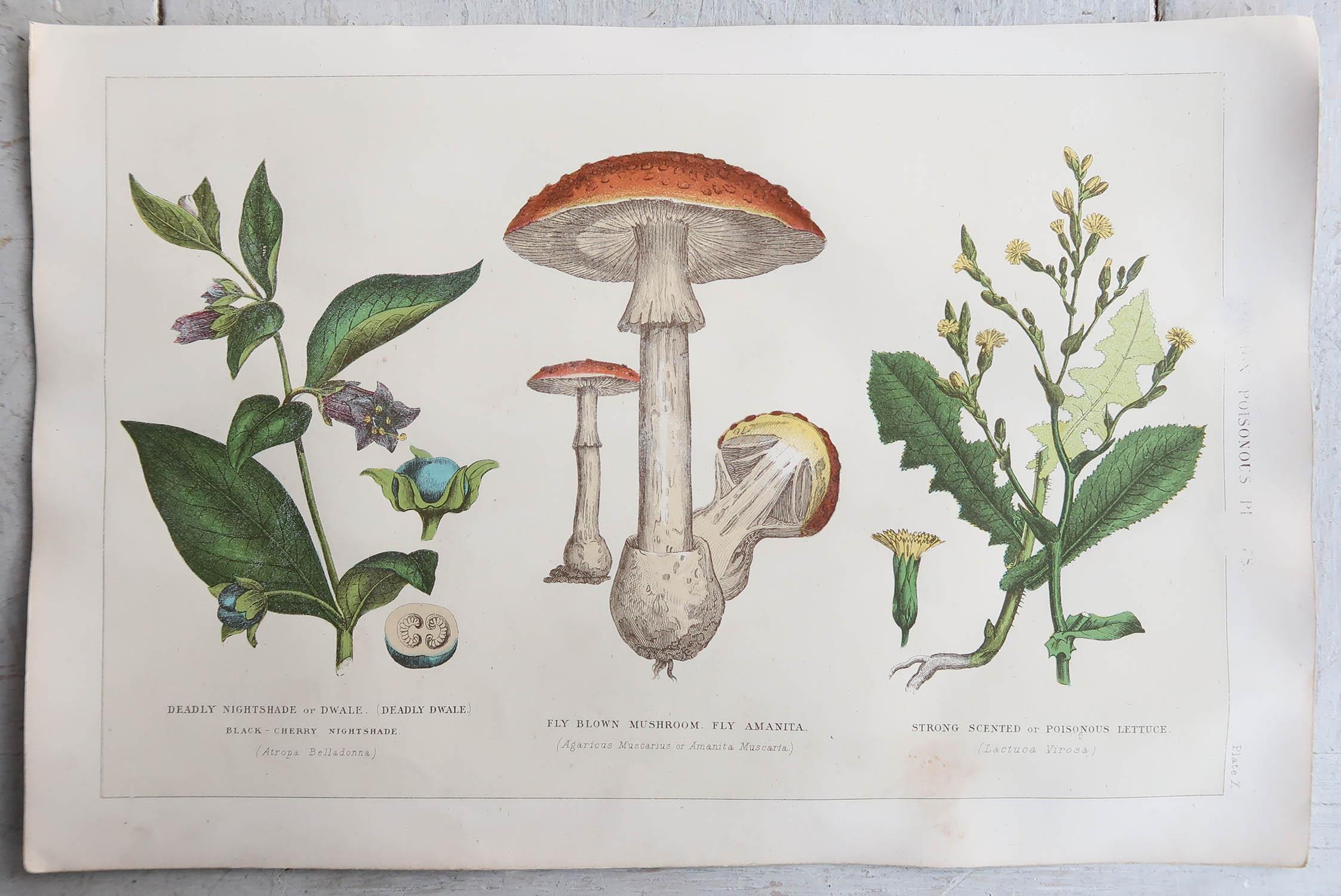 Great images of plants

Chromo-lithographs

Unframed.

Published, 1898

One of the prints has a minor tear top edge





 