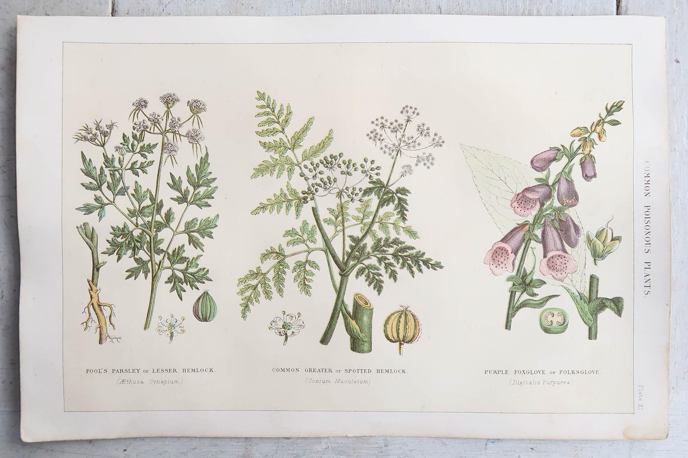 English Set of 4 Original Antique Botanical Prints, 1898