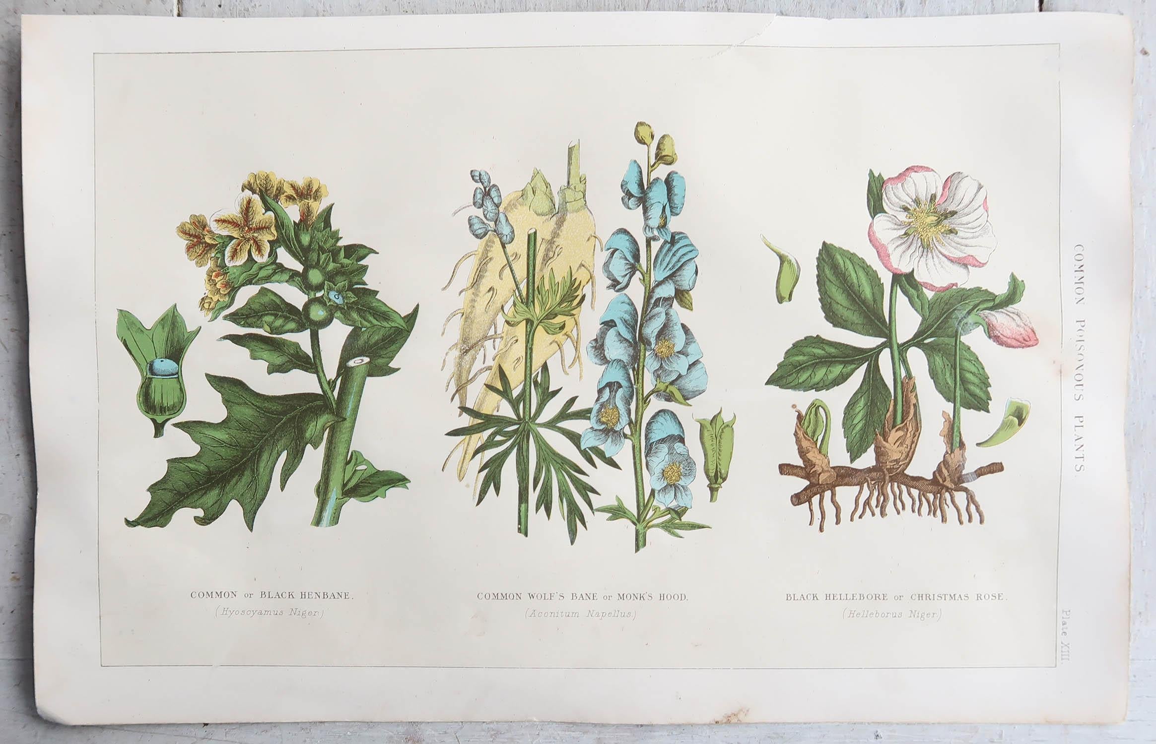Other Set of 4 Original Antique Botanical Prints, 1898