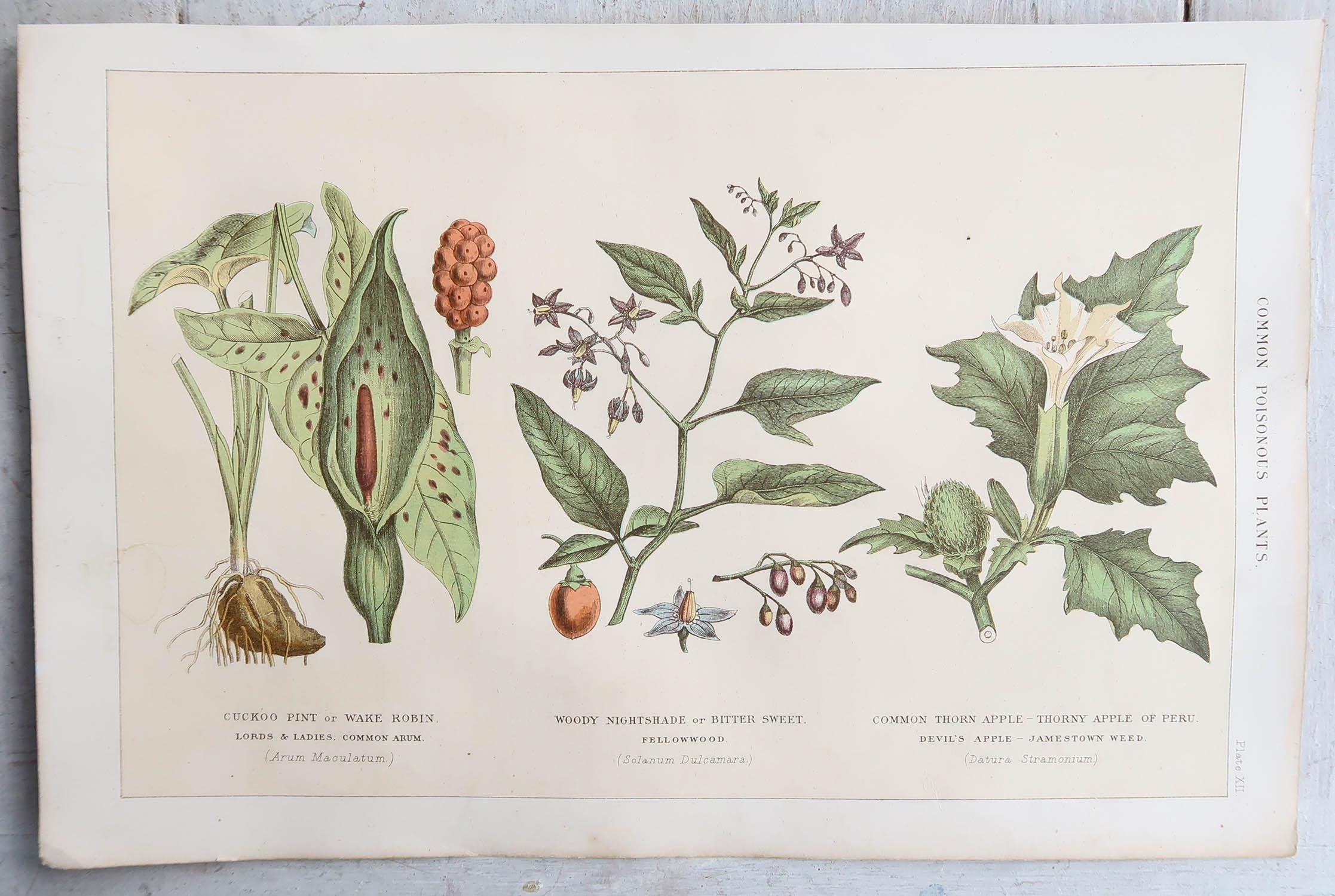 Set of 4 Original Antique Botanical Prints, 1898 In Good Condition In St Annes, Lancashire
