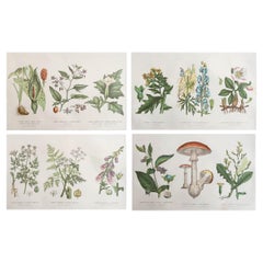 Set of 4 Original Antique Botanical Prints, 1898