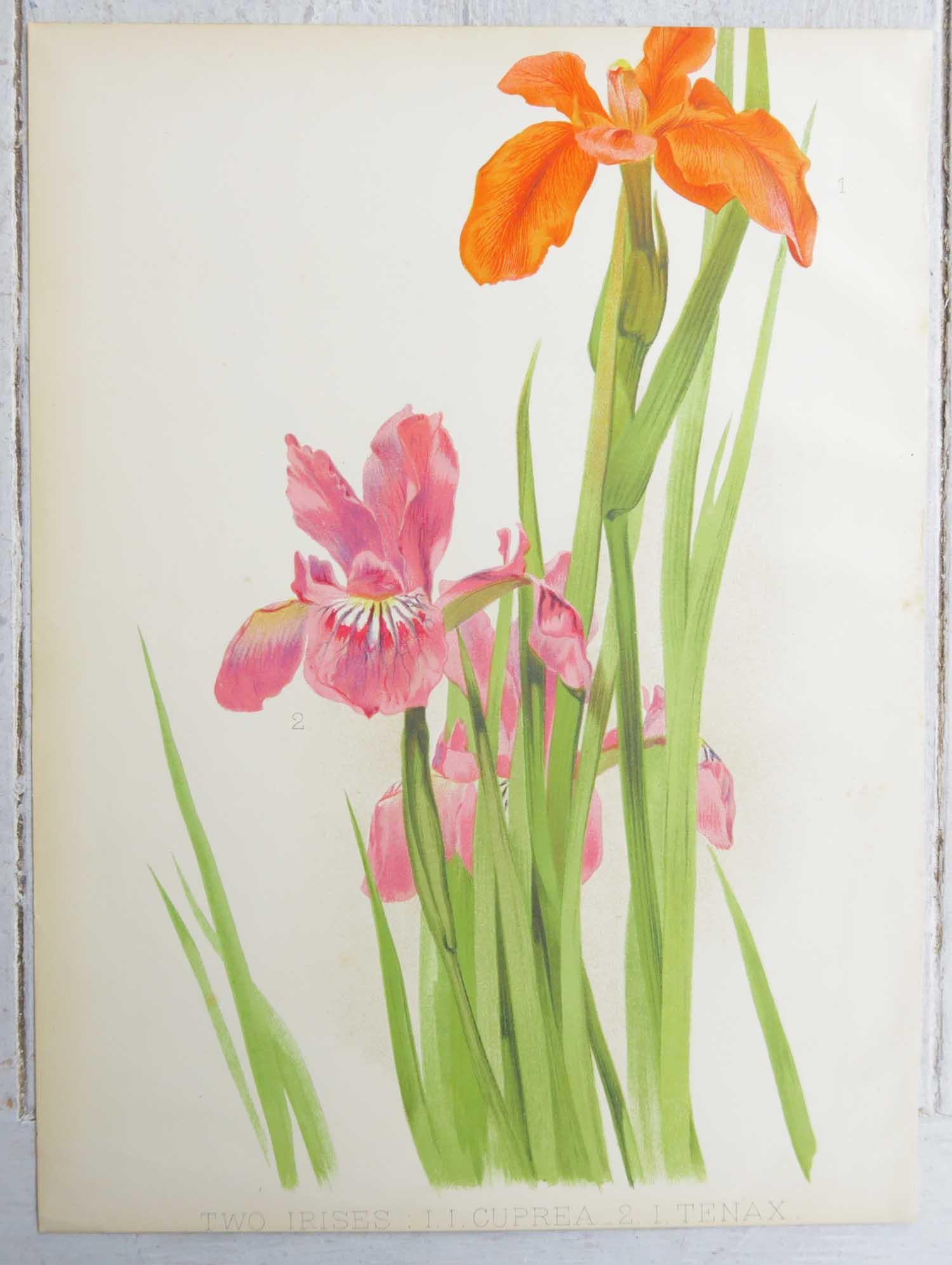 Wunderschöner Satz von 4 botanischen Drucken

Chromo-Lithographien

Original Farbe

Veröffentlicht, ca. 1870

Ungerahmt.

Die angegebenen Maße beziehen sich auf einen Druck.

Kostenloser Versand

