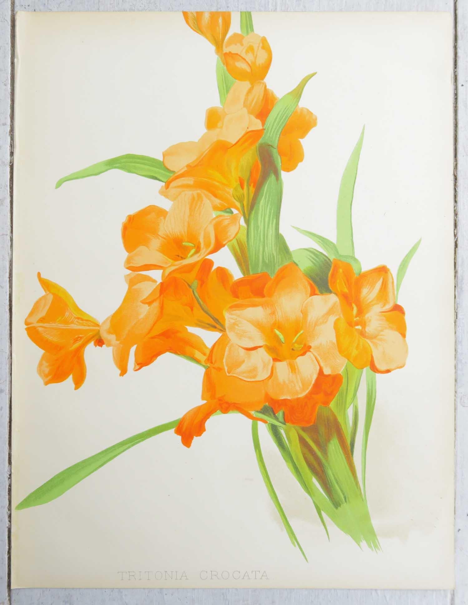 Satz von 4 original antiken botanischen Drucken, um 1870 (Viktorianisch)