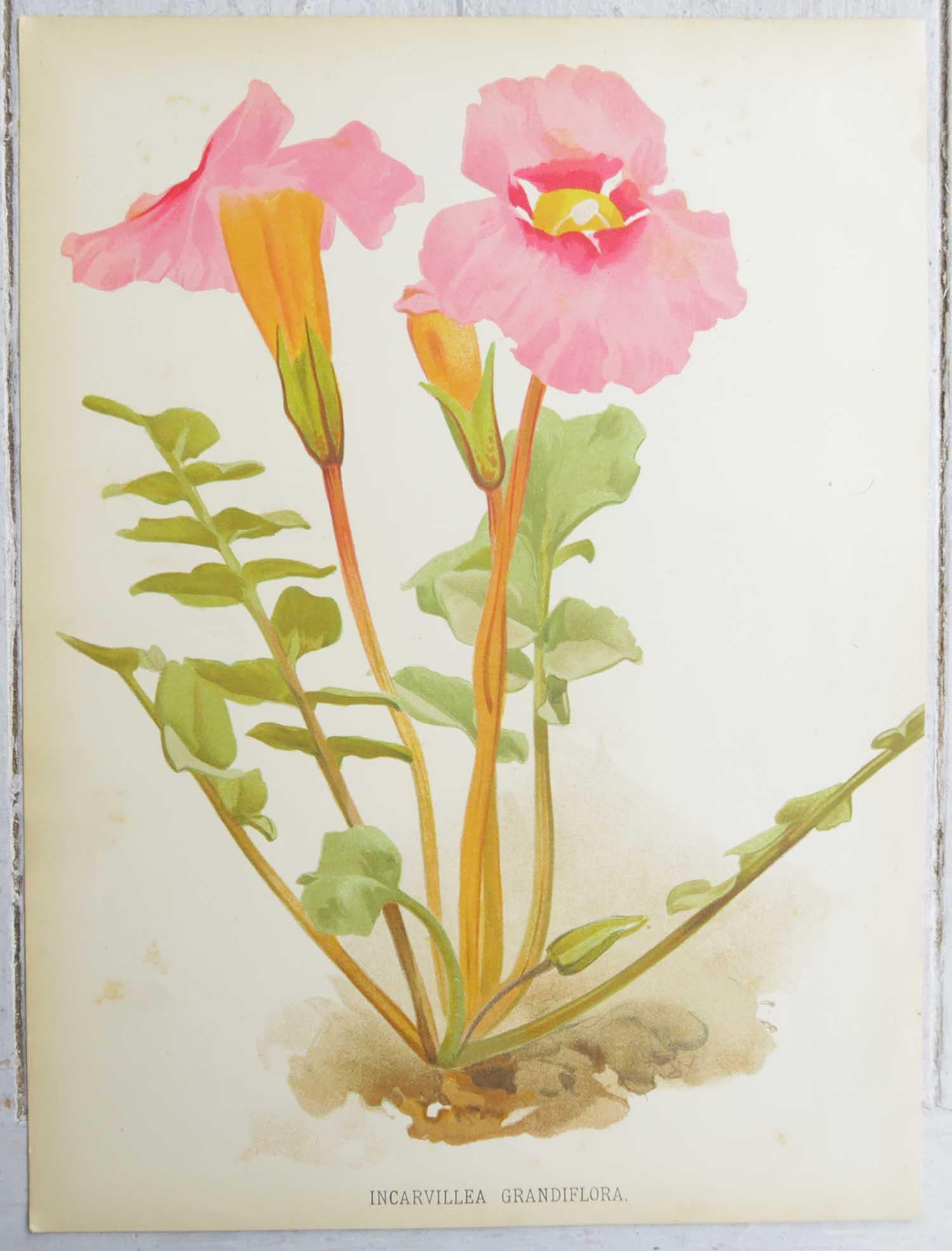 Satz von 4 original antiken botanischen Drucken, um 1870 (Englisch)