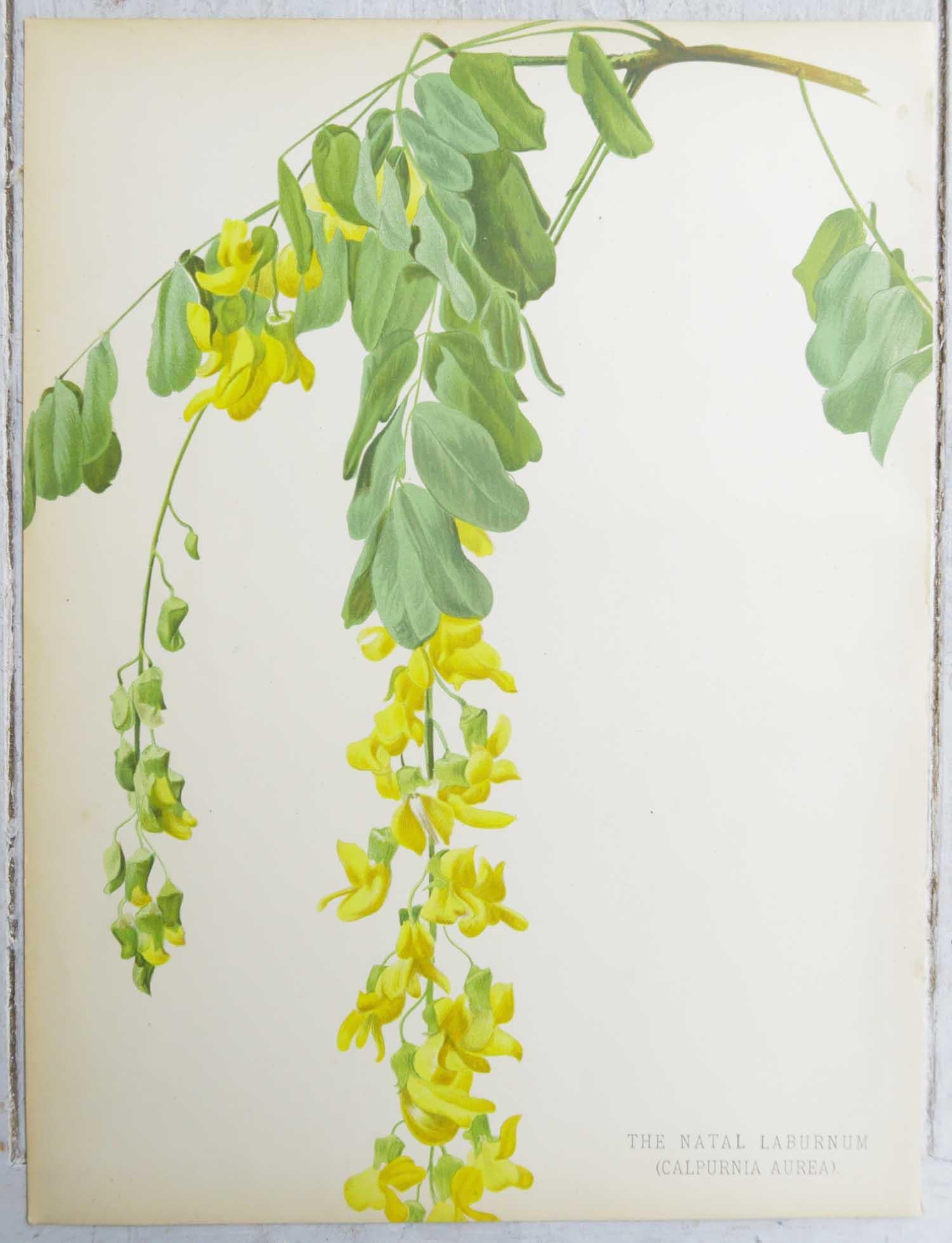 Satz von 4 original antiken botanischen Drucken, um 1870 (Sonstiges)