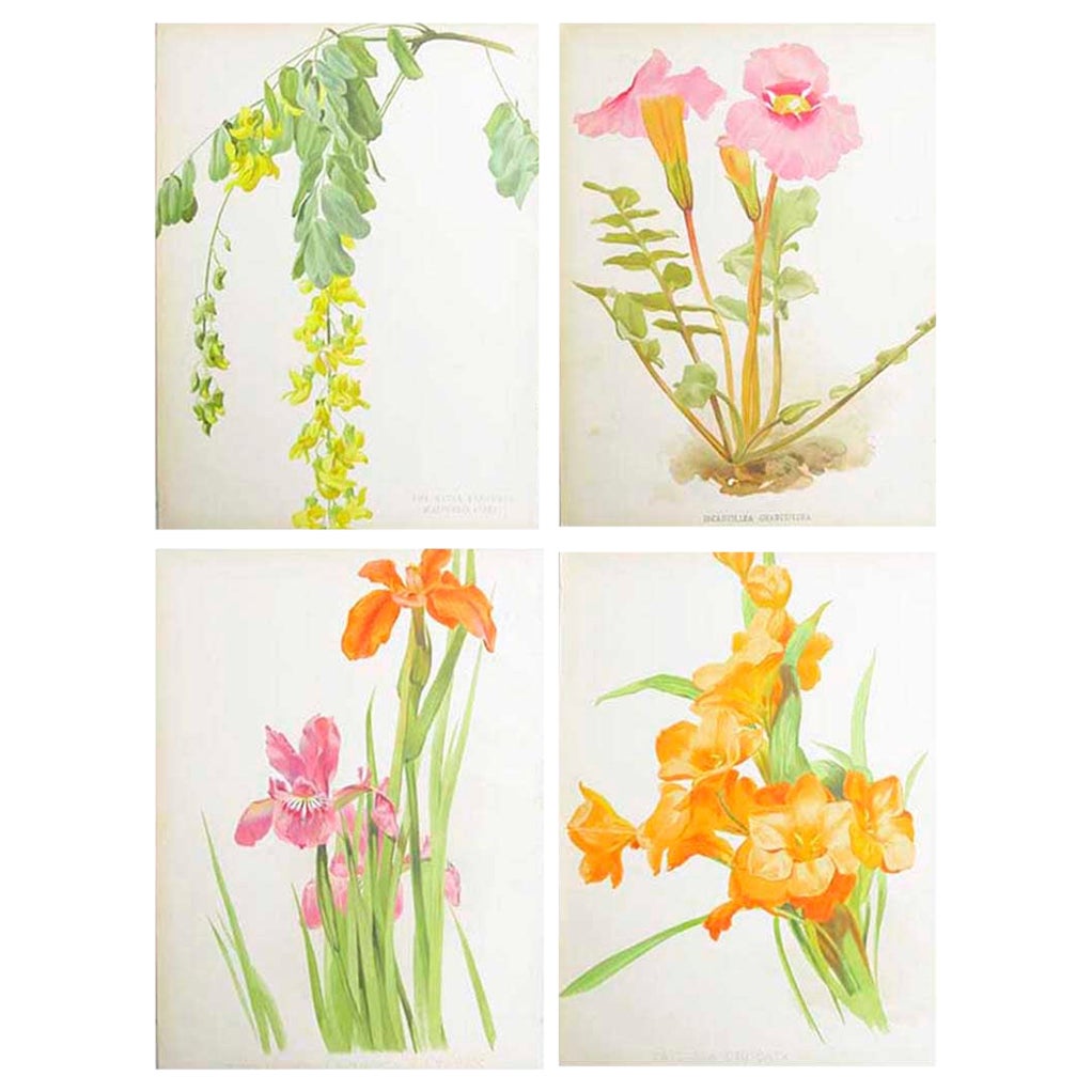 Set of 4 Original Antique Botanical Prints, circa 1870